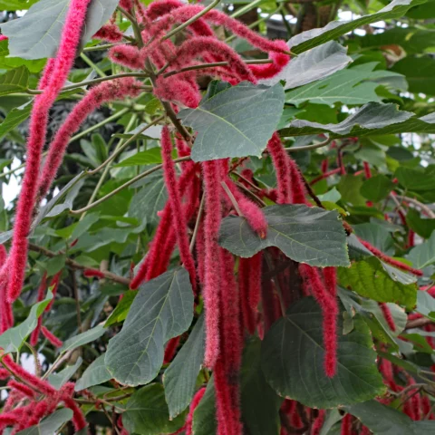 Katzenschwänzchen Acalypha hispida