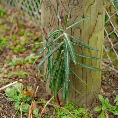Kreuzblättrige Wolfsmilch