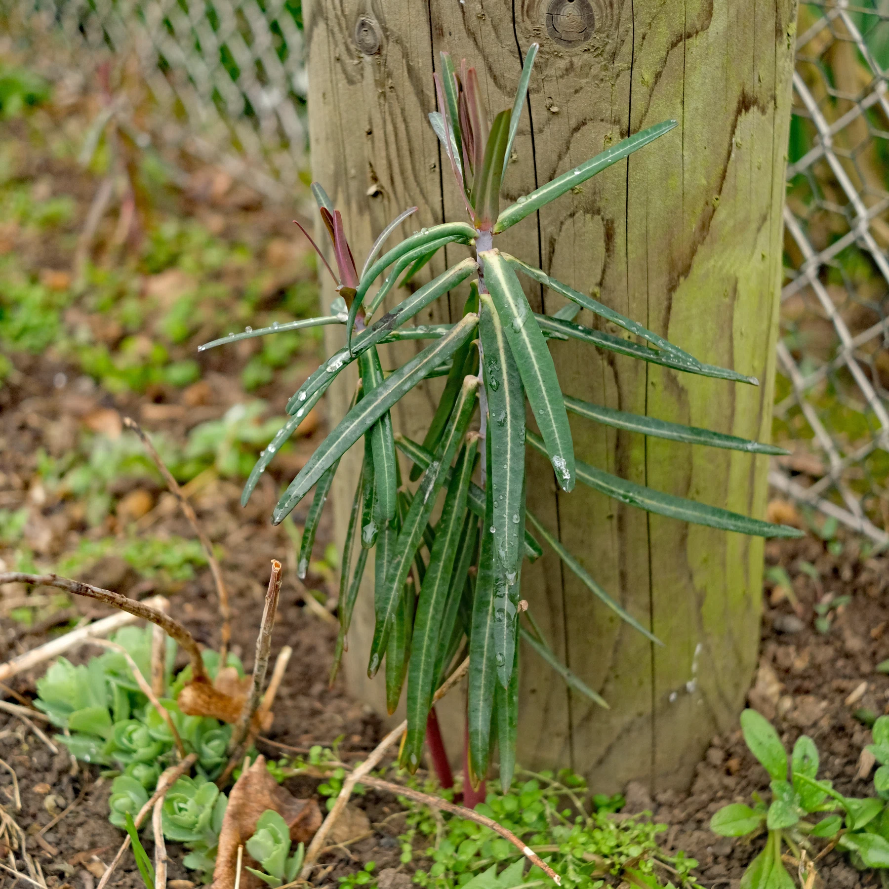 Kreuzblättrige Wolfsmilch