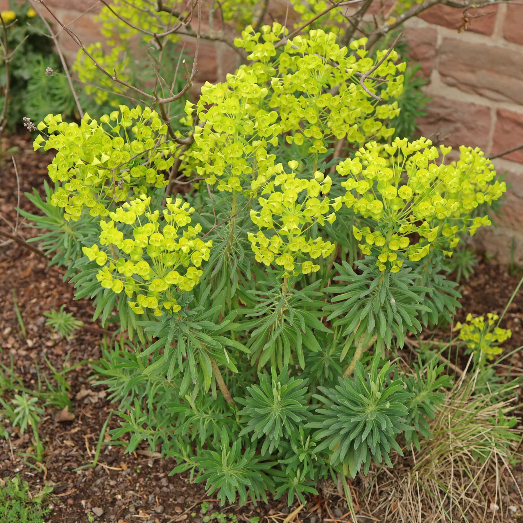 Euphorbia characias
