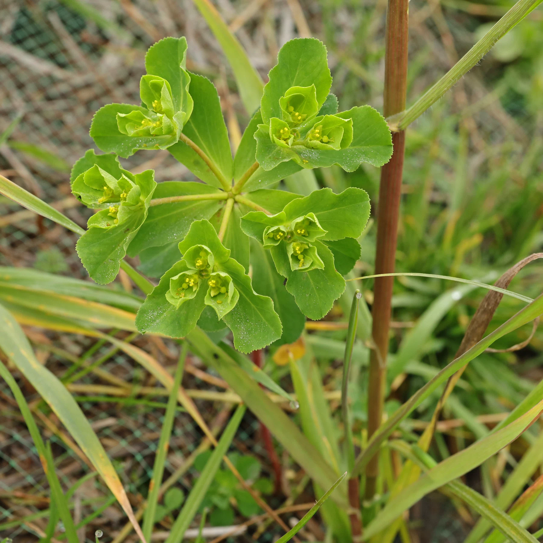 Euphorbia helioscopia