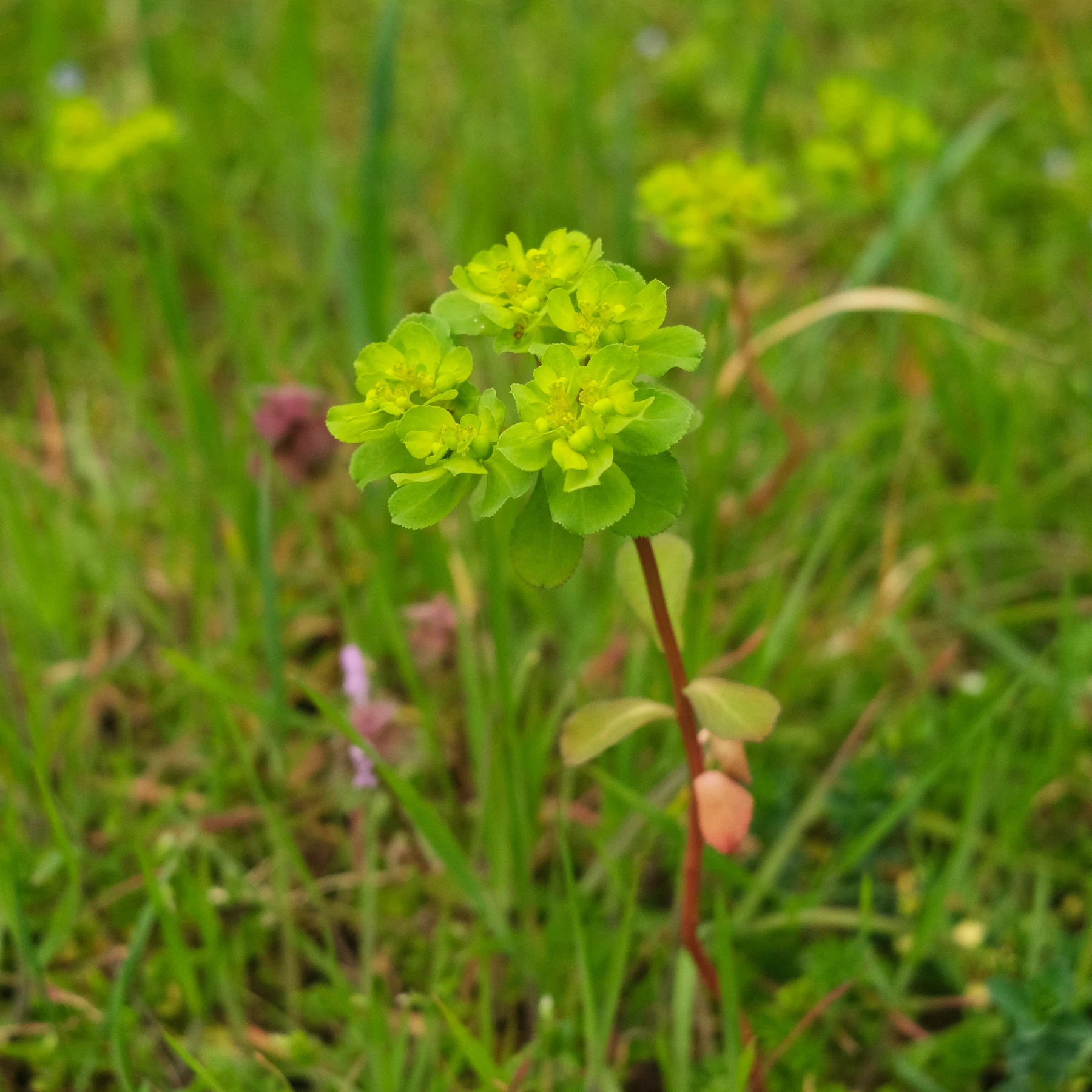 Sonnwend-Wolfsmilch in Wiese