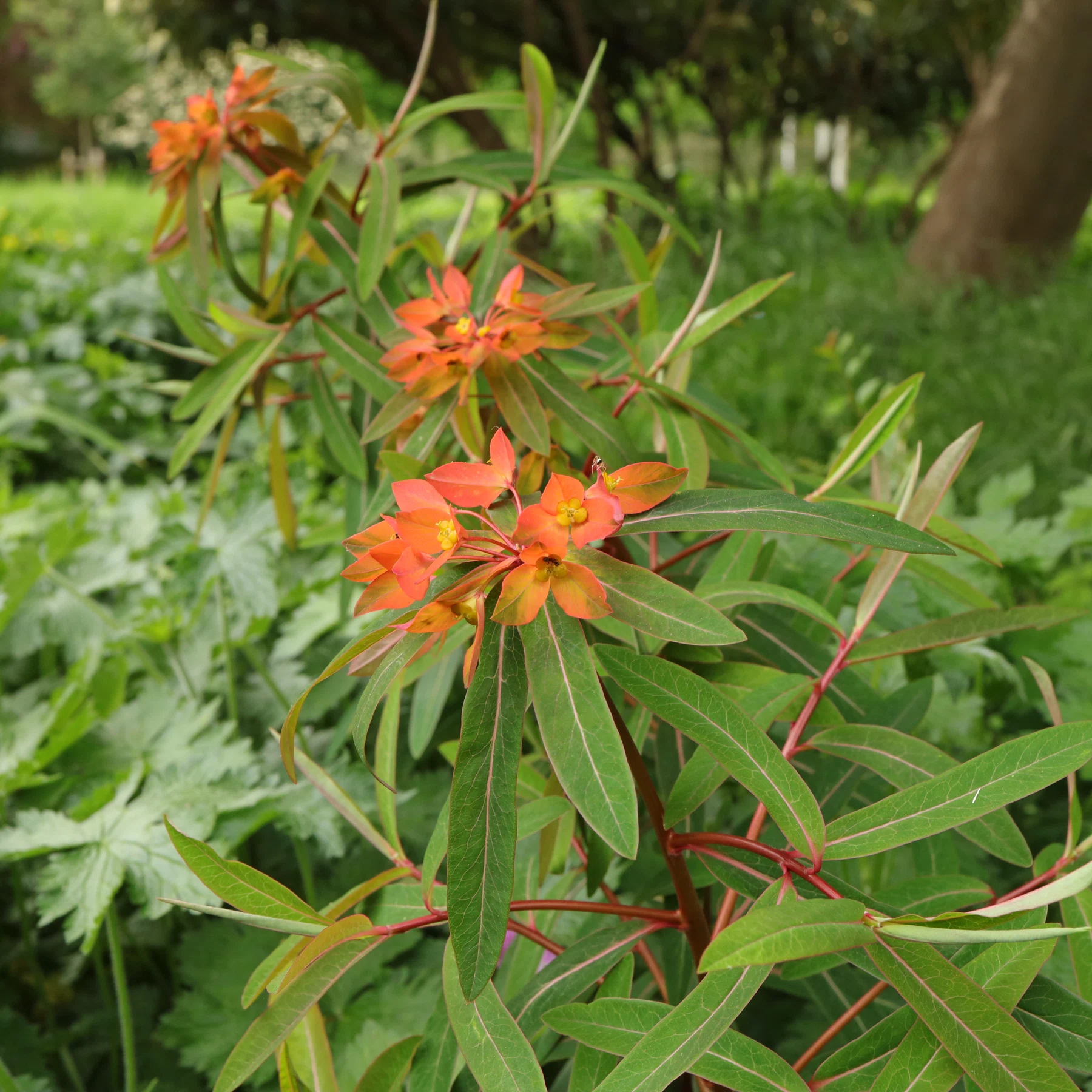 Euphorbia griffithii Himalaya Wolfsmilch