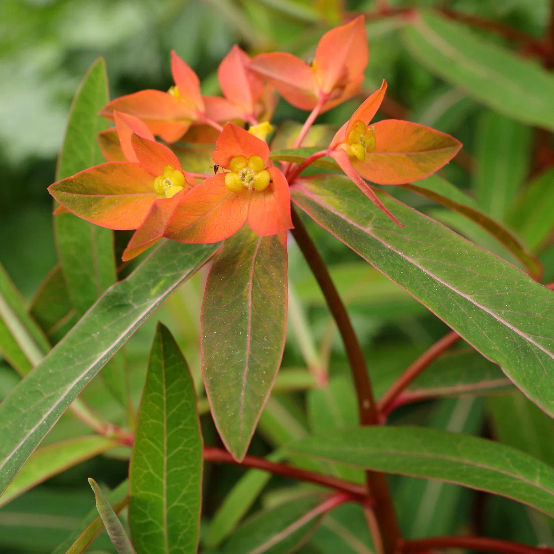 Euphorbia griffithii