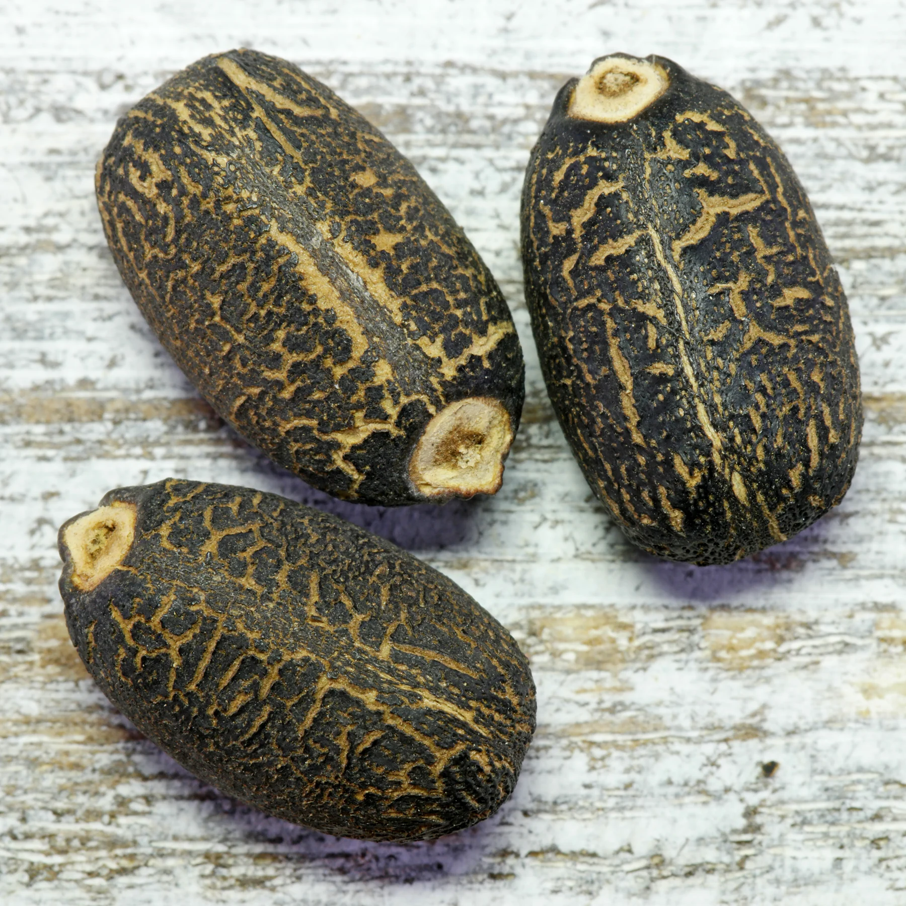 Jatropha curcas Samen