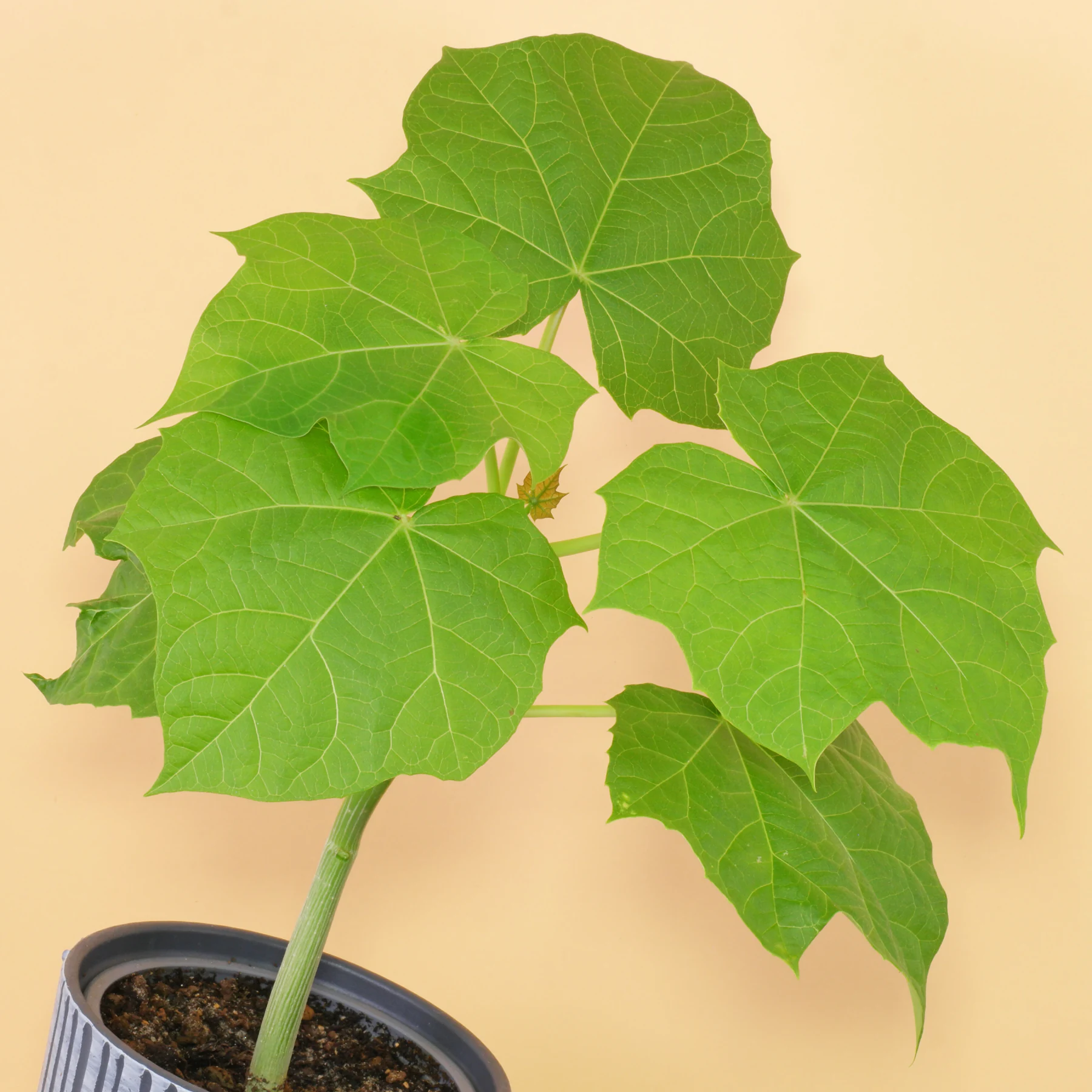 Purgiernuss Jatropha curcas