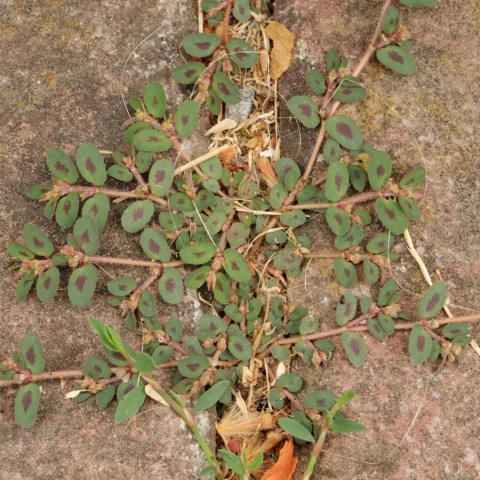 Gefleckte Wolfsmilch