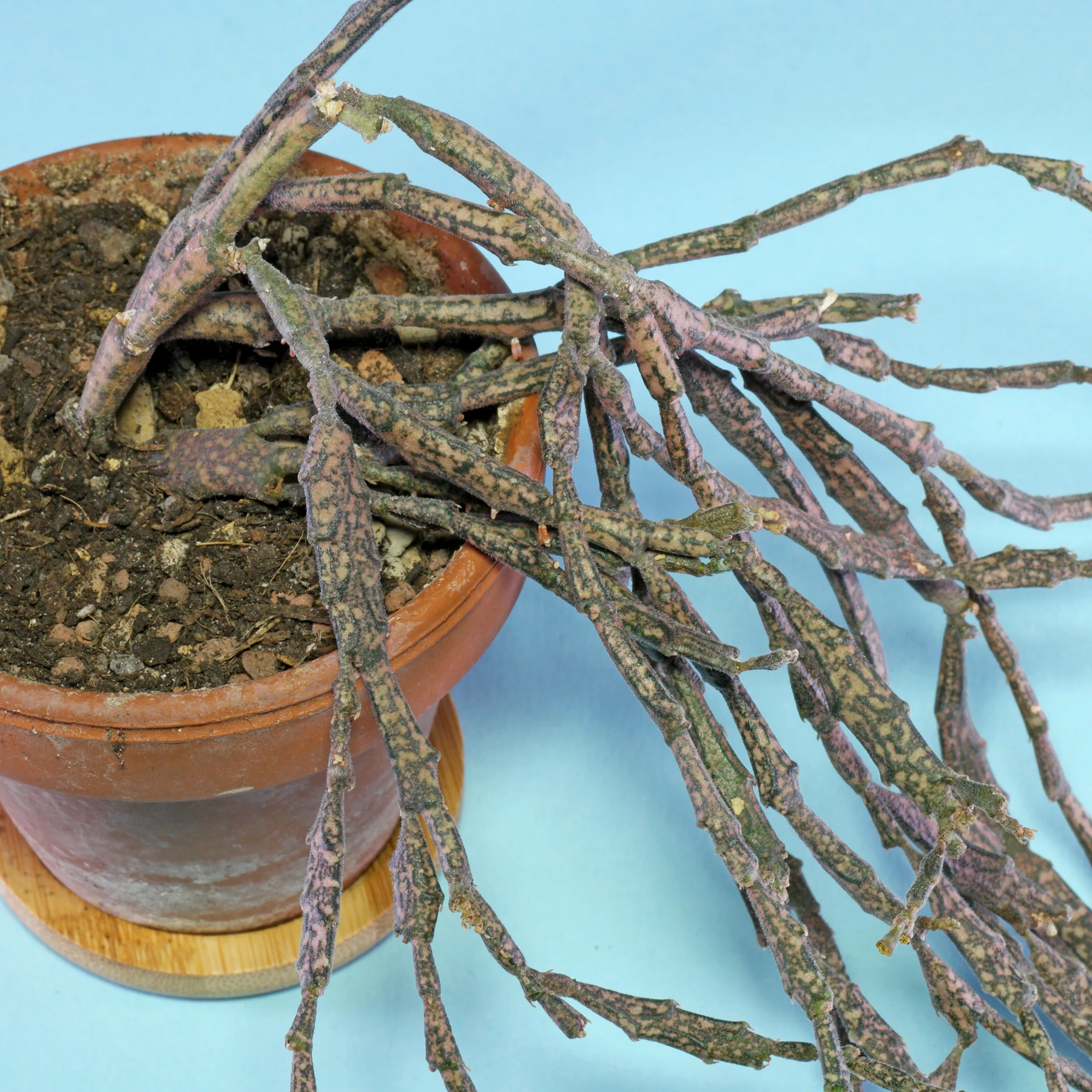 Euphorbia platyclada Substrat