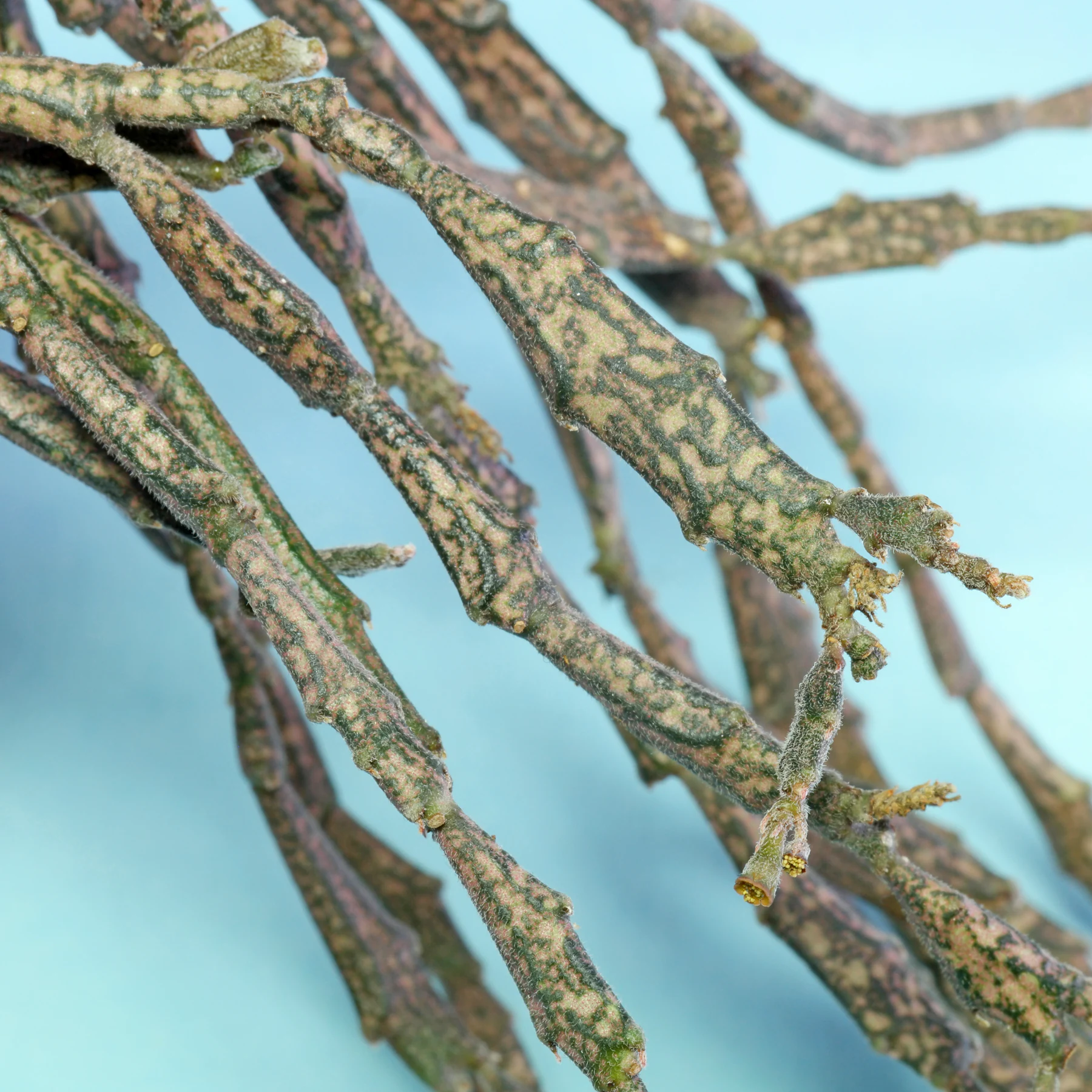 Euphorbia platyclada Triebe