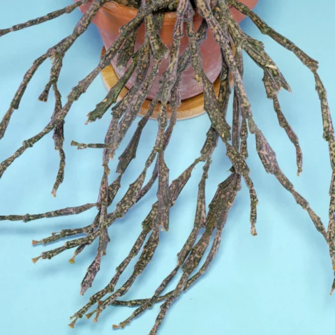 Euphorbia platyclada cv. roseiformis