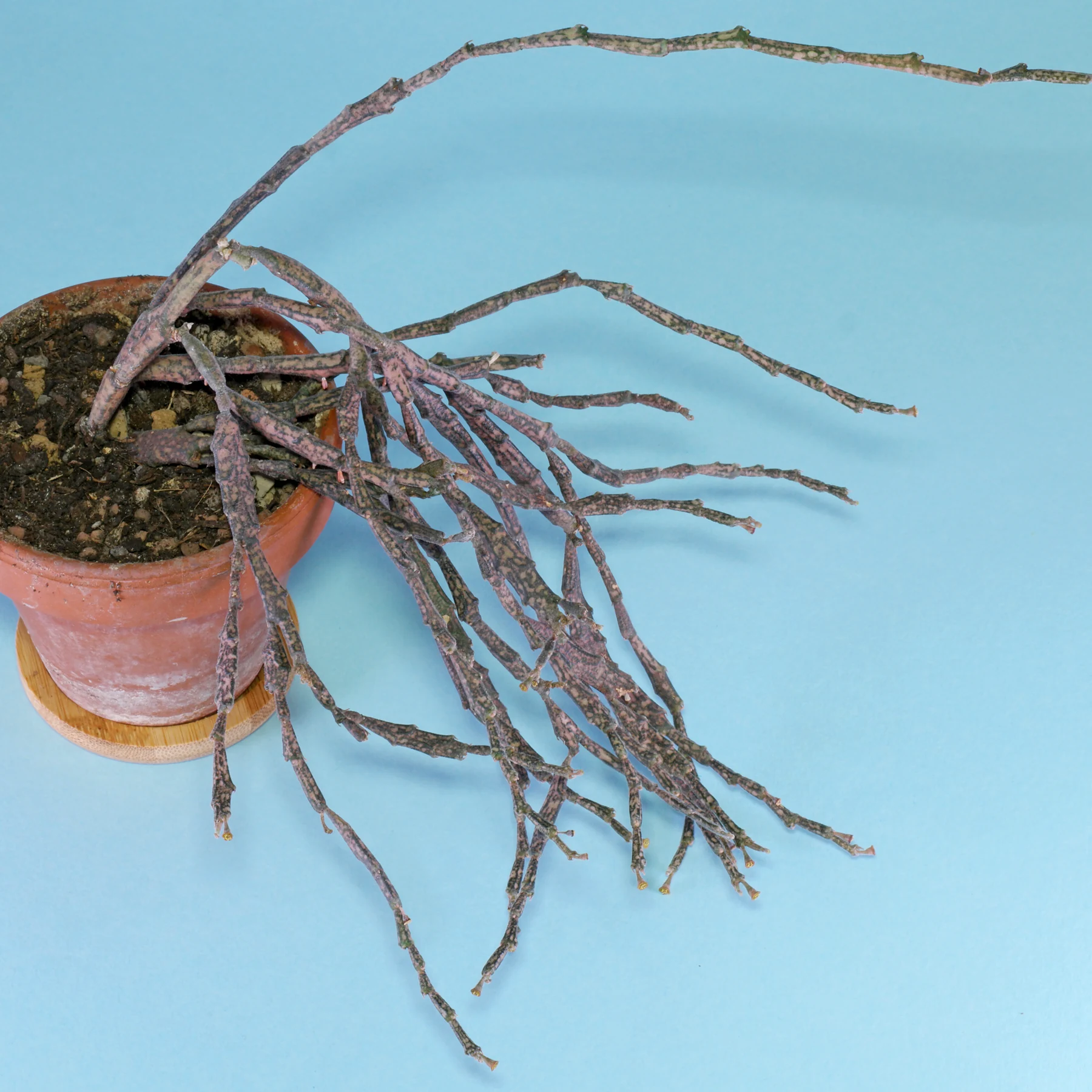 Euphorbia platyclada