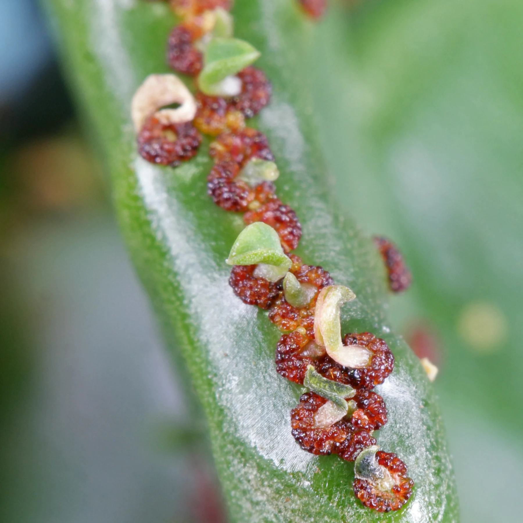 Euphorbia alluaudii Cristata Blätter