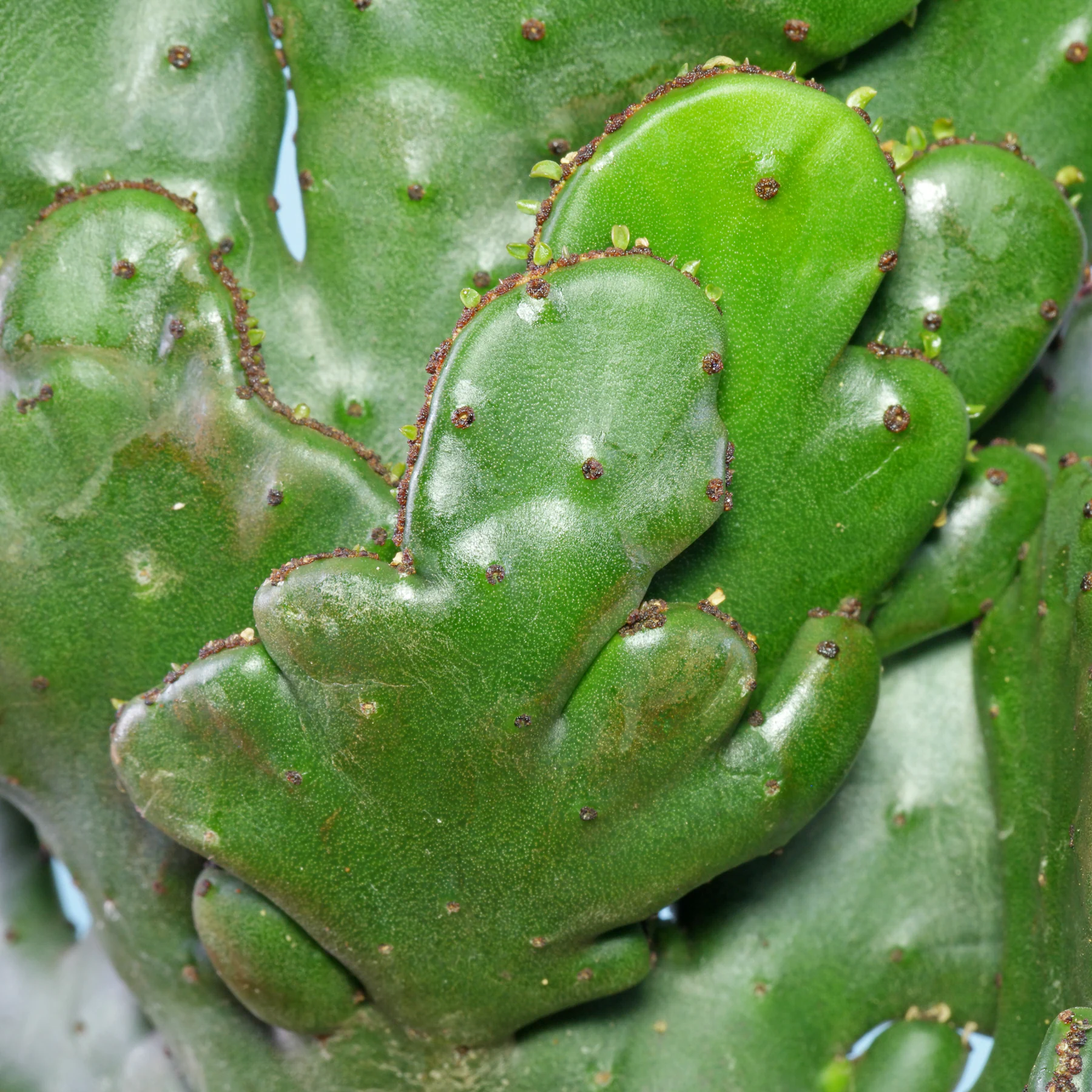 Euphorbia alluaudii Cristata Cat Tails Euphorbia