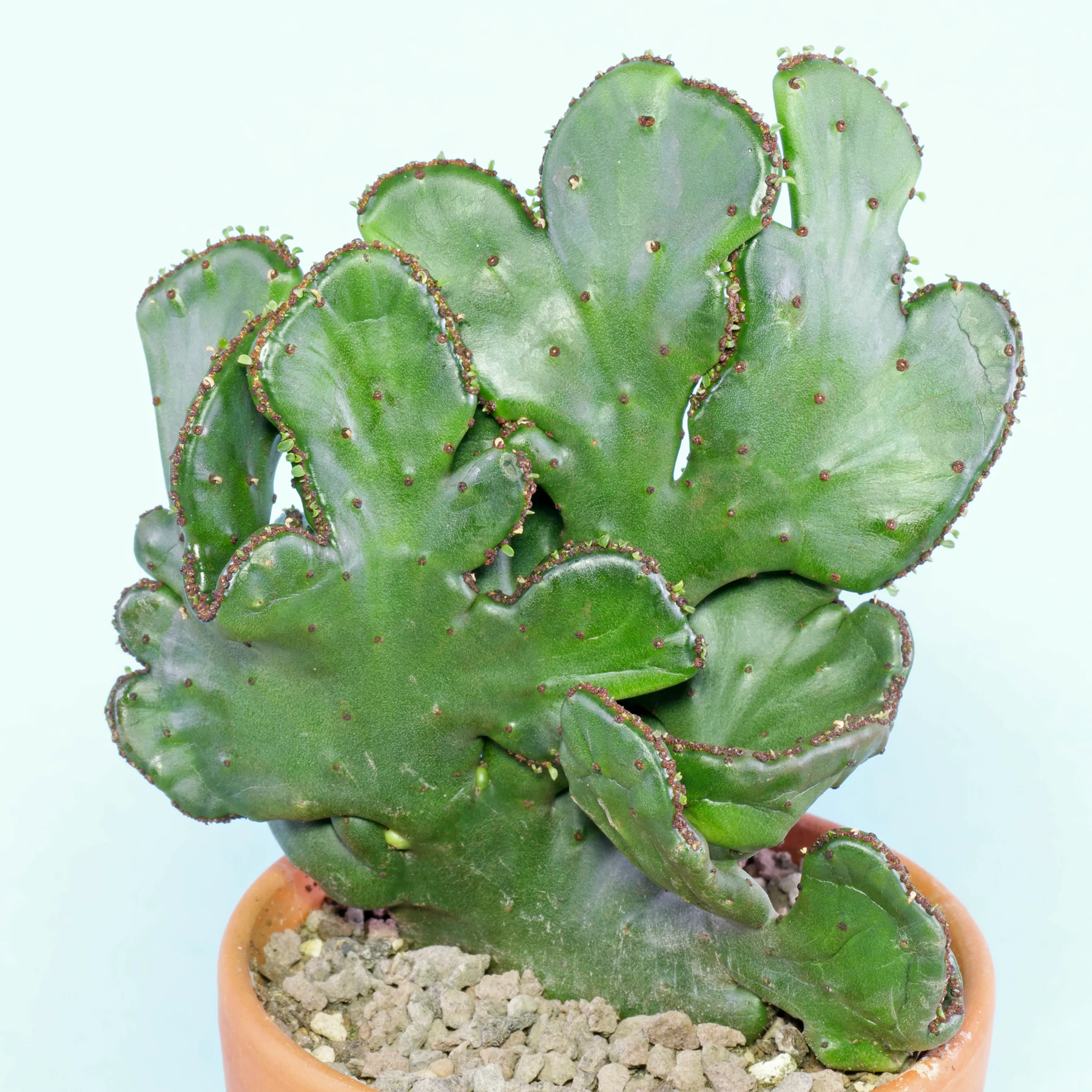 Euphorbia alluaudii Cristata