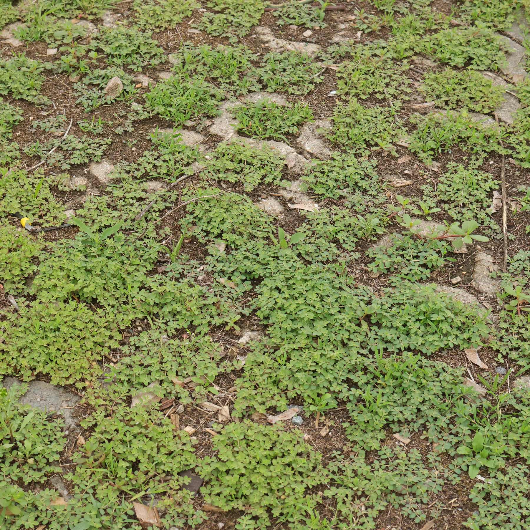 Hingestreckte Zwergwolfsmilch auf einem Parkplatz
