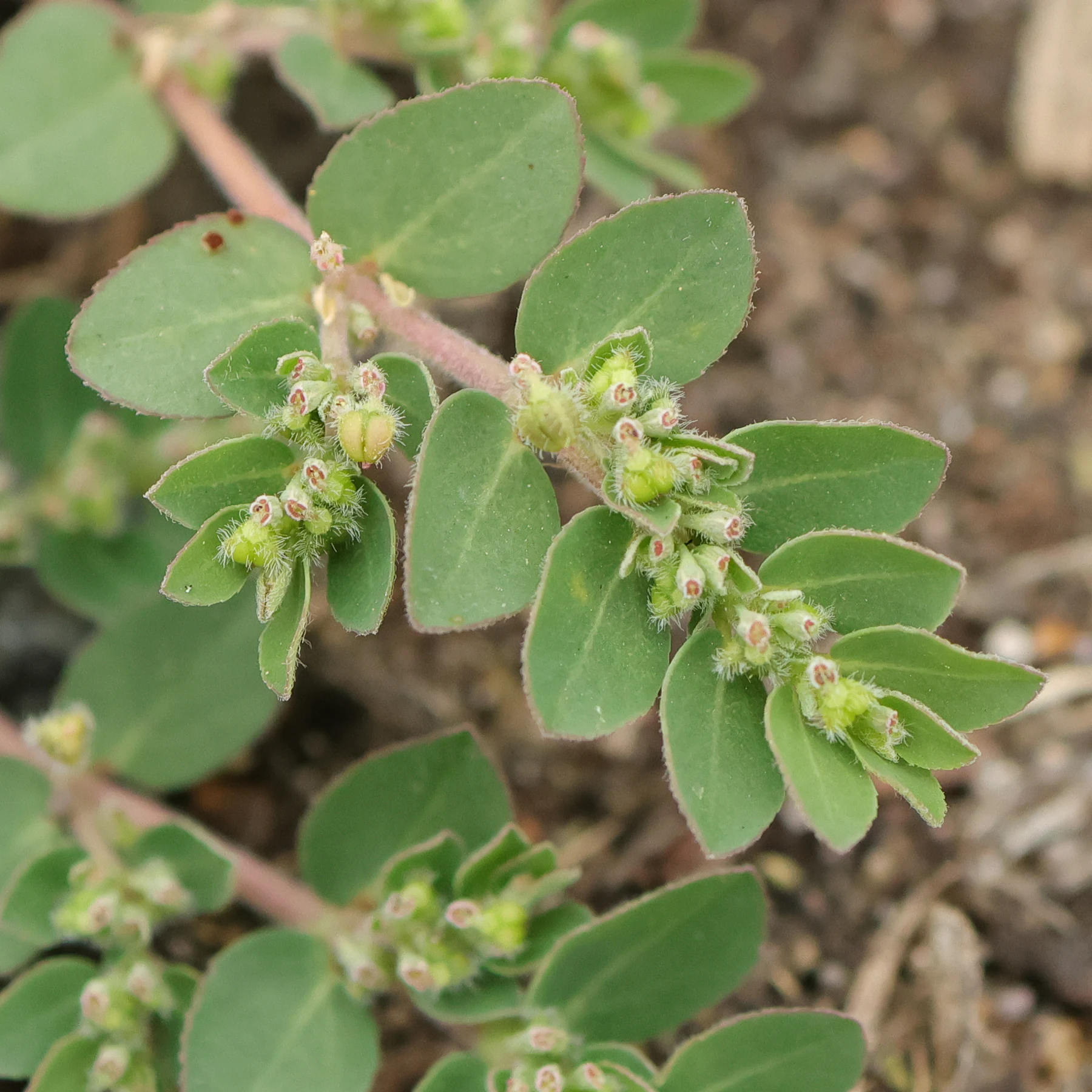 Liegende Wolfsmilch Blüten