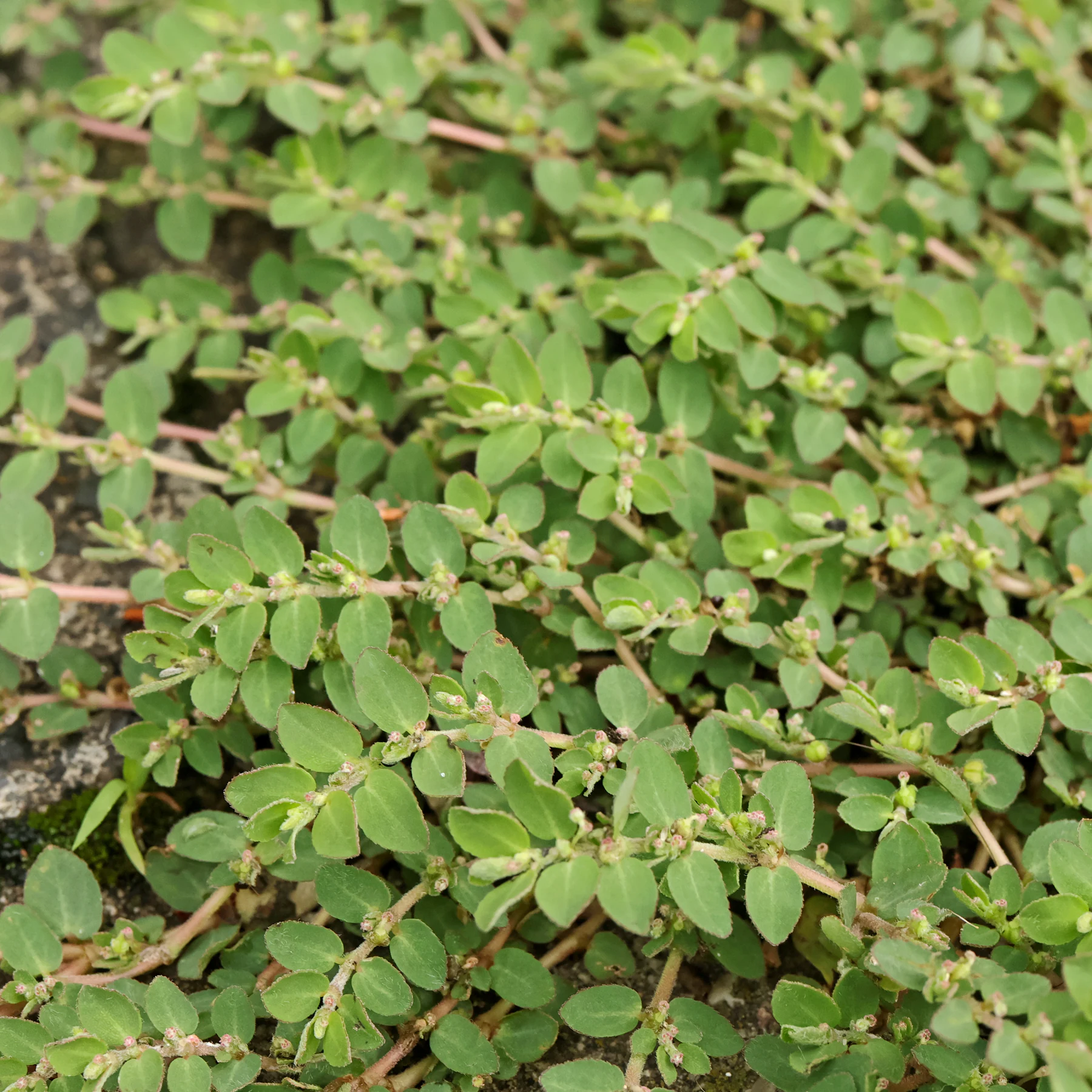 Liegende Wolfsmilch Euphorbia prostrata