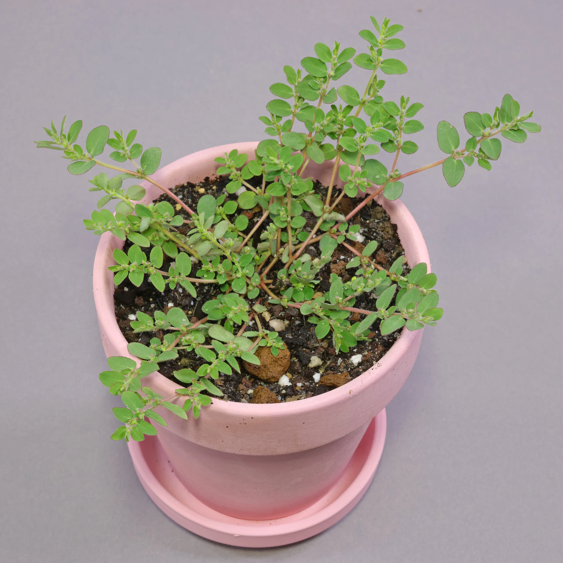 Liegende Wolfsmilch als Topfpflanze