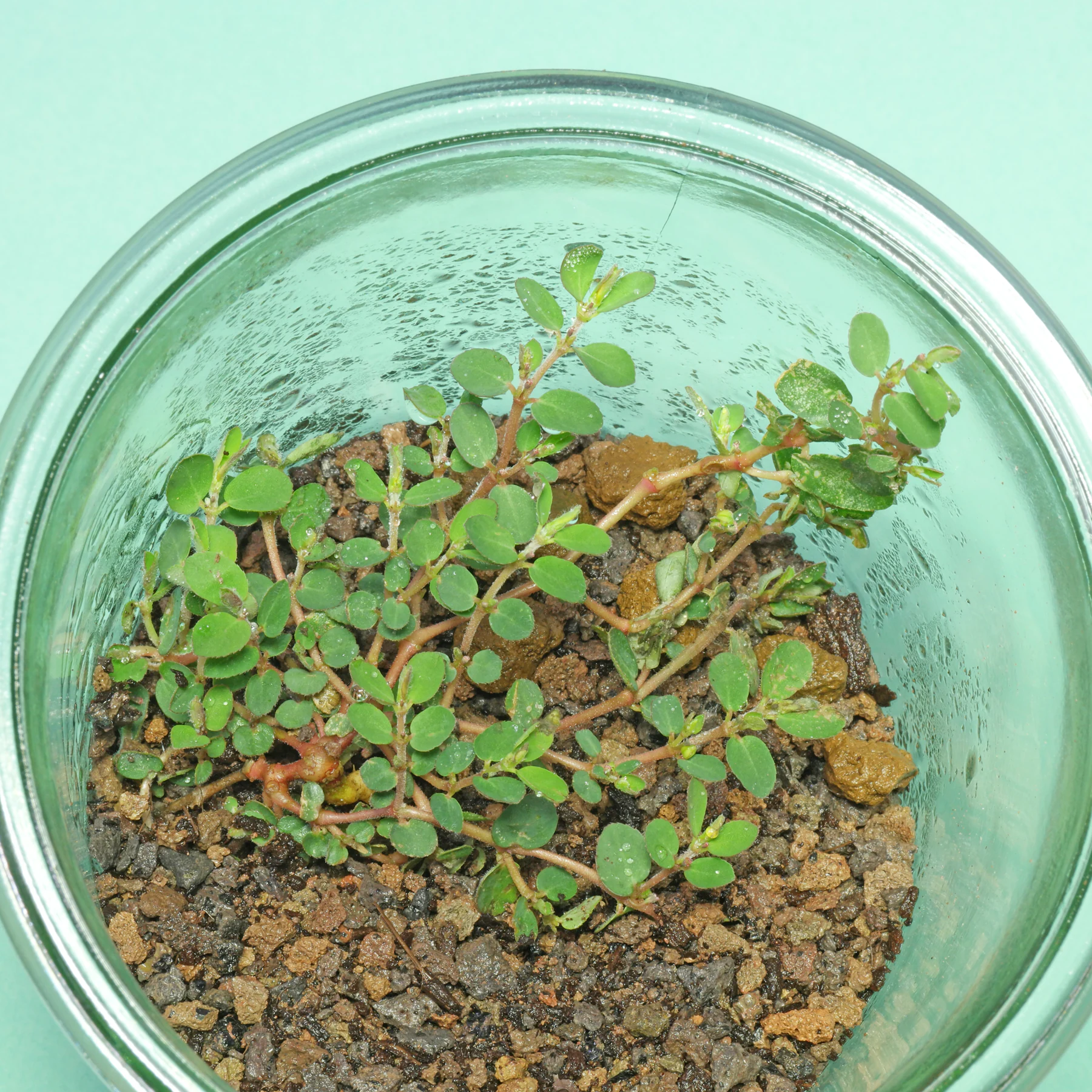 Liegende Wolfsmilch im Einmachglas