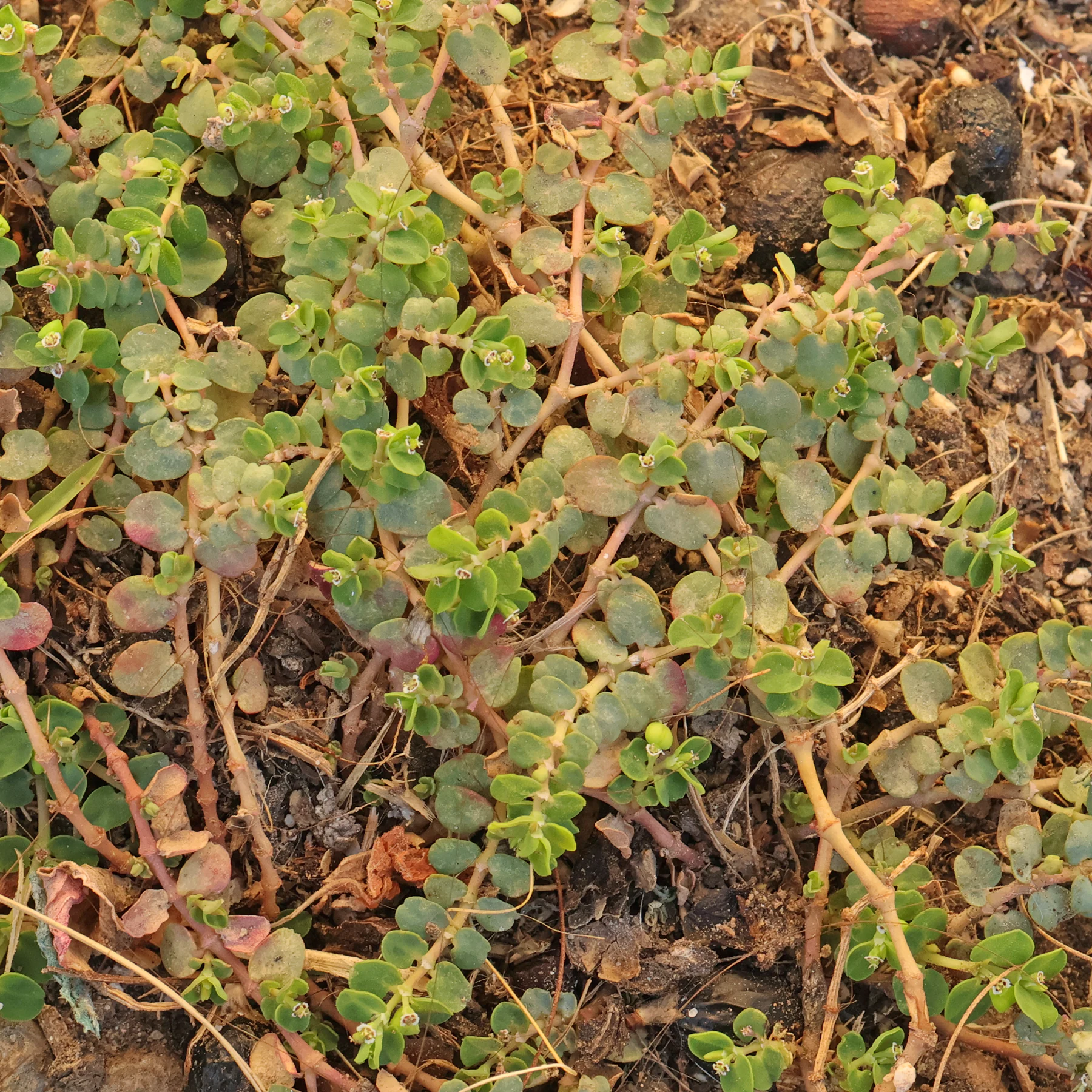 Schlängel Wolfsmilch Euphorbia serpens