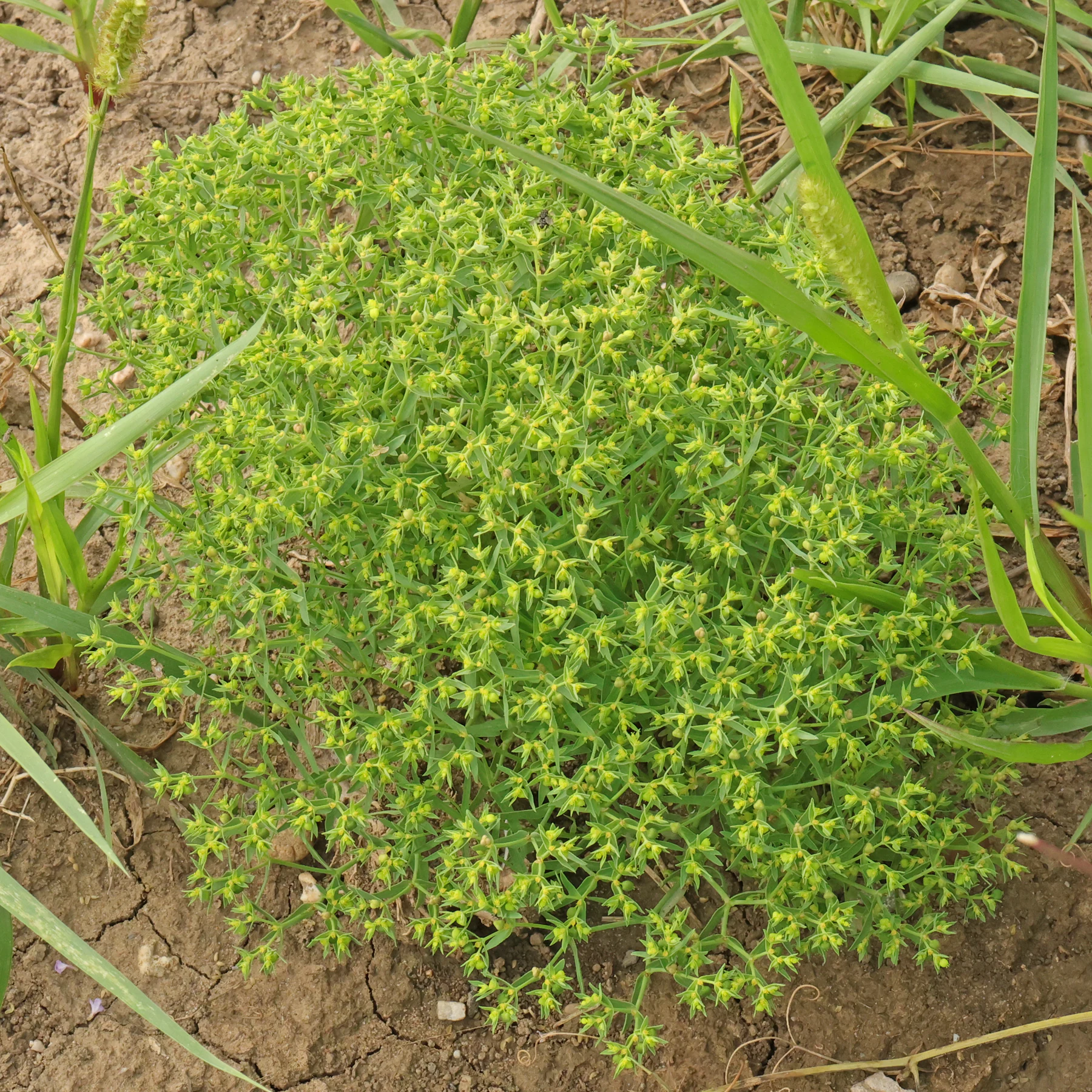 Euphorbia exigua Kleine Wolfsmilch