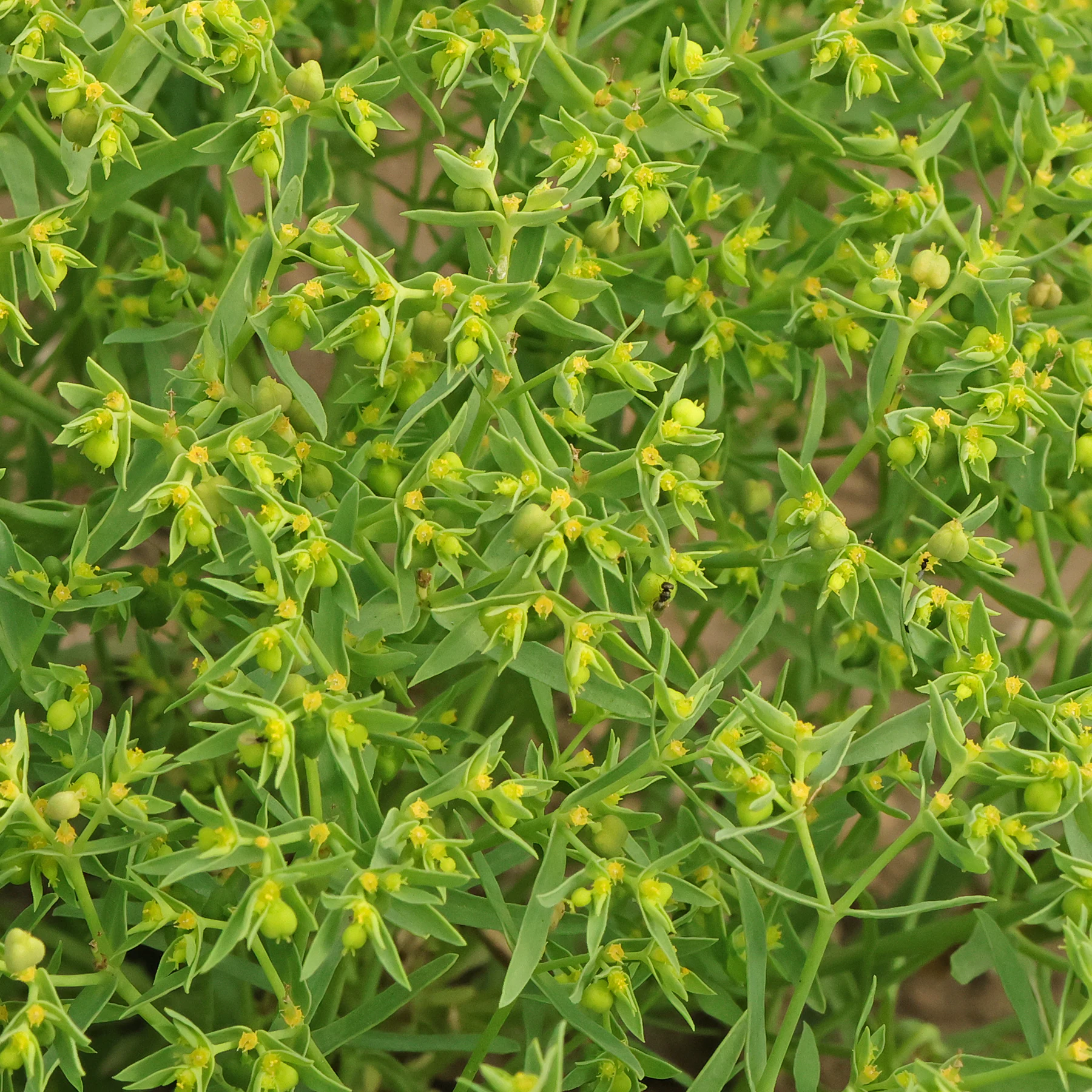 Euphorbia exigua