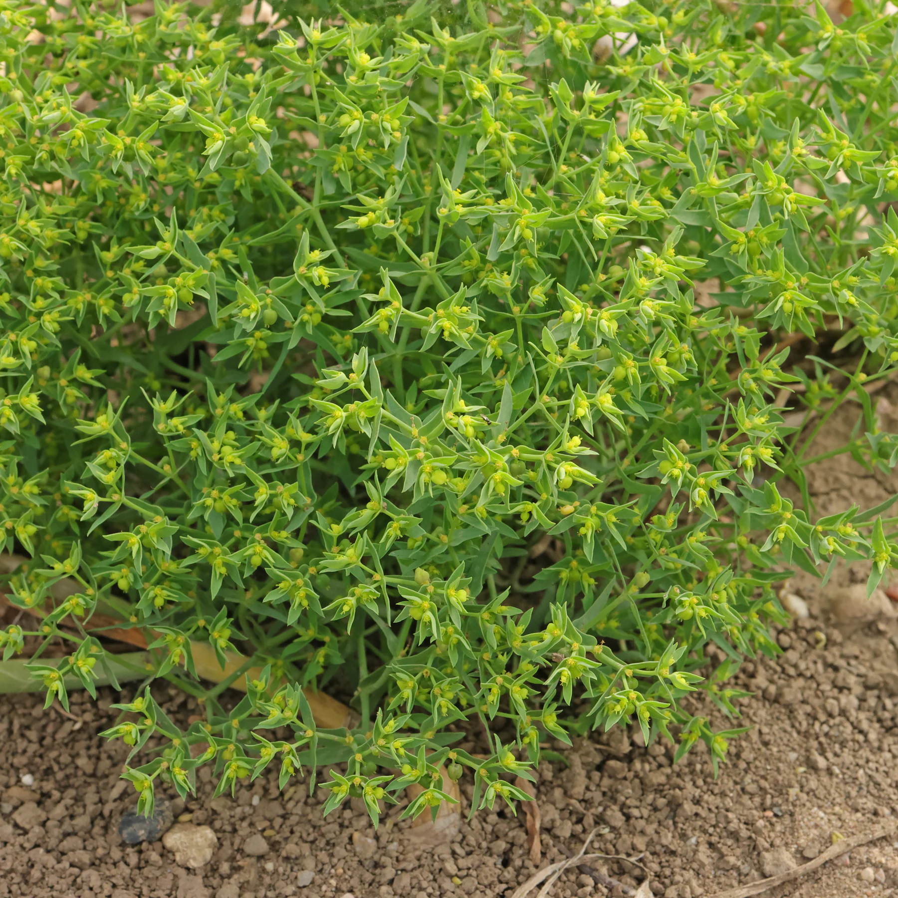 Kleine Wolfsmilch Habitus