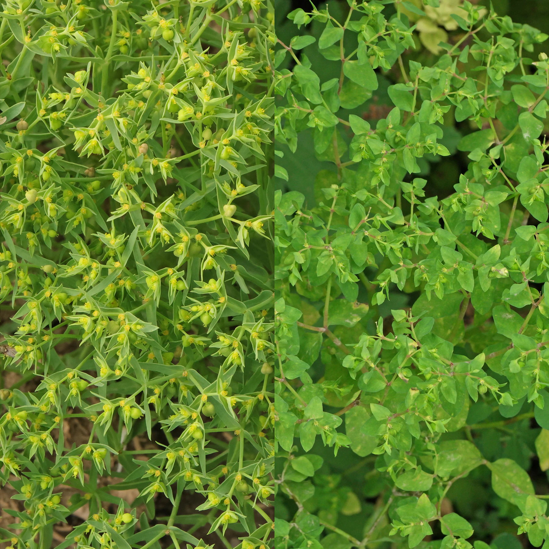 Kleine Wolfsmilch und Garten Wolfsmilch