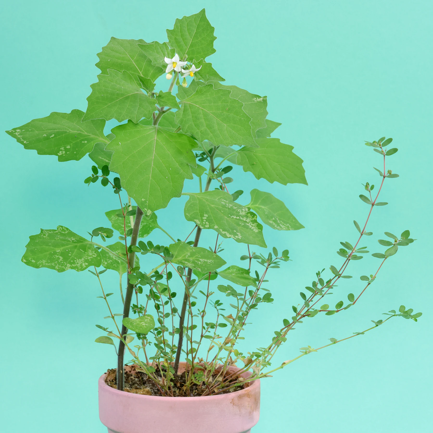 Euphorbia prostrata und Solanum nigrum