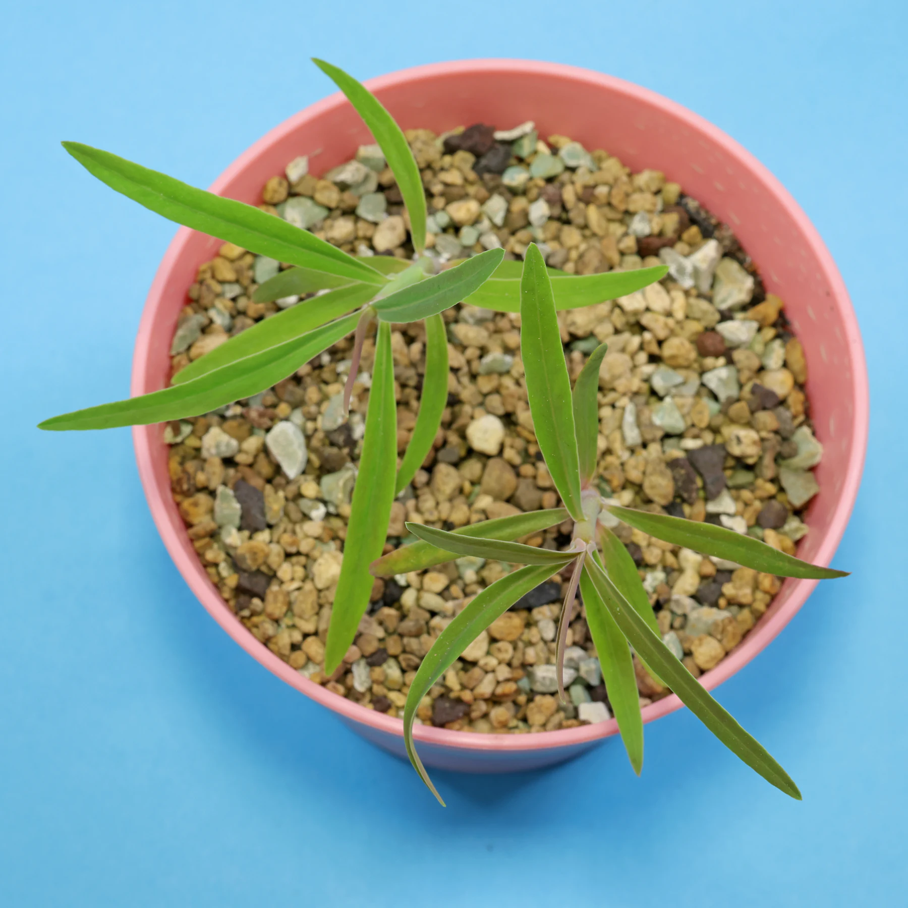 Euphorbia atropurpurea Dunkelpurpurrote Wolfsmilch