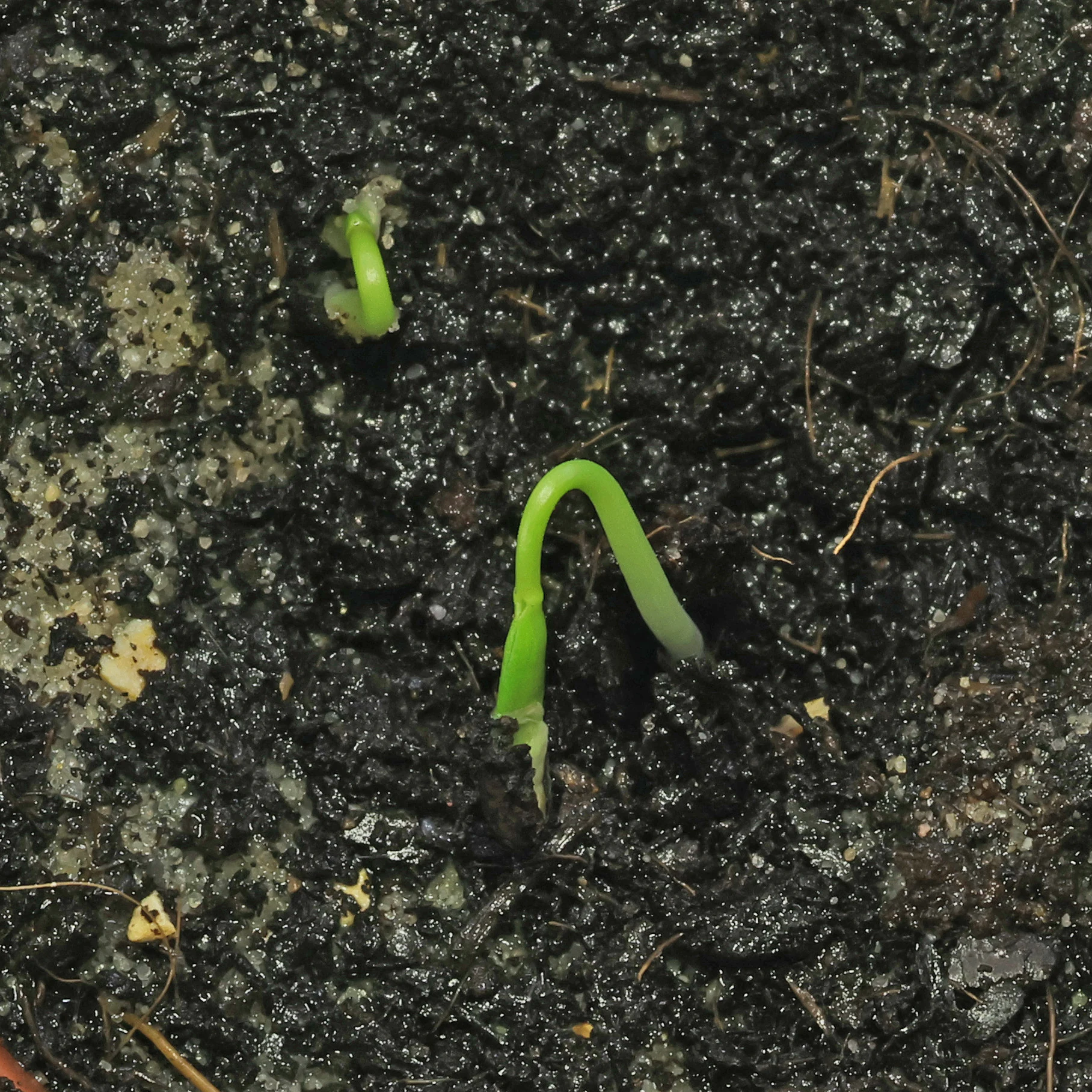 Euphorbia atropurpurea Samen keimen