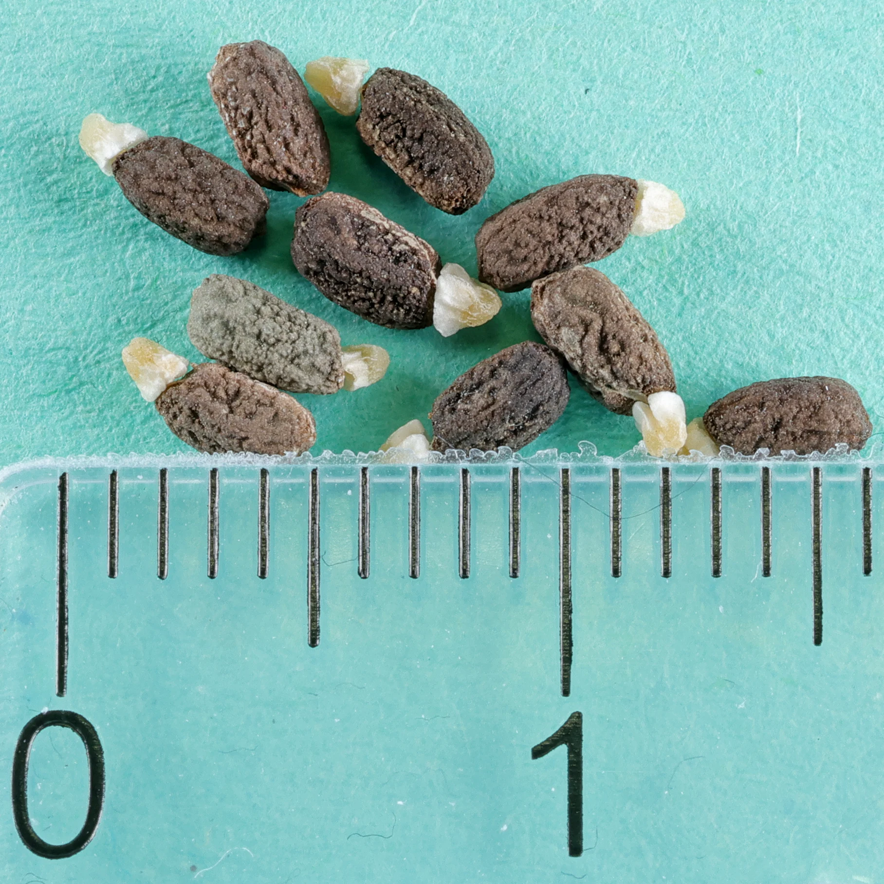 Euphorbia atropurpurea Samen