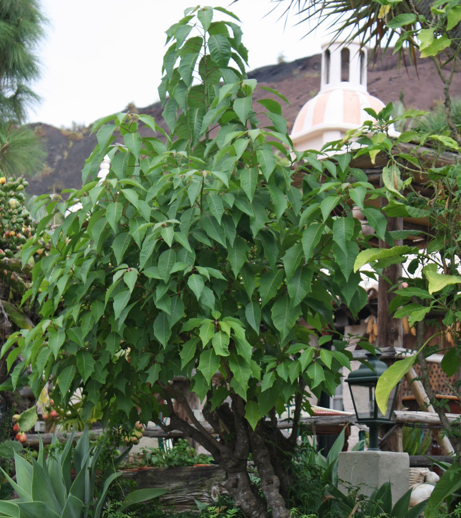 Weihnachtsstern Teneriffa