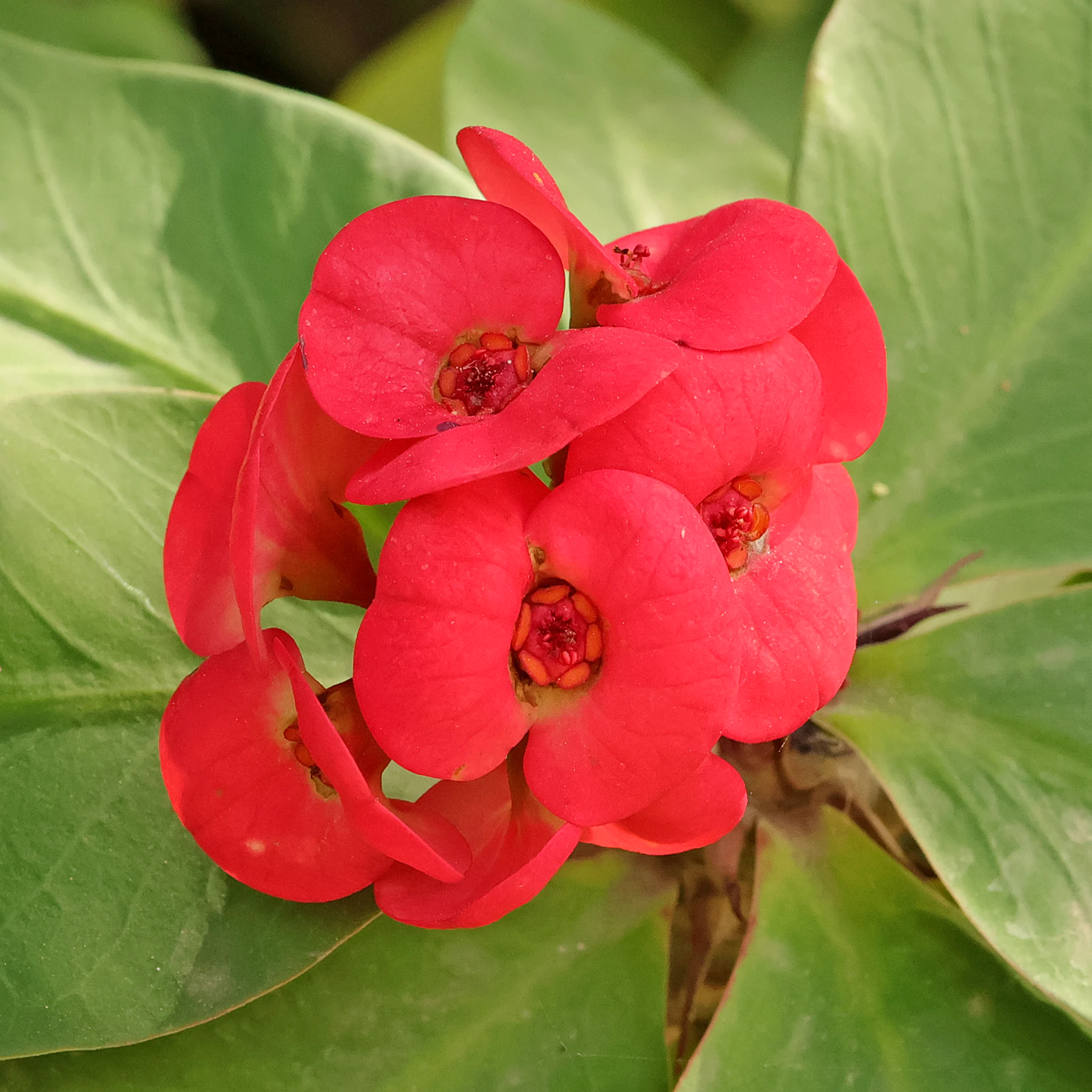 Christusdorn Blüten