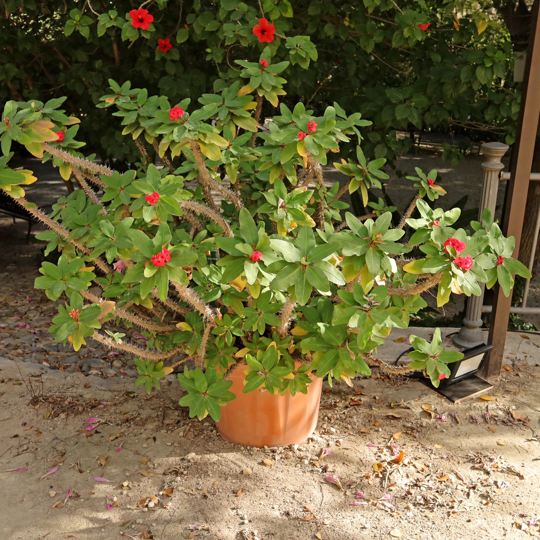 Christusdorn Euphorbia milii