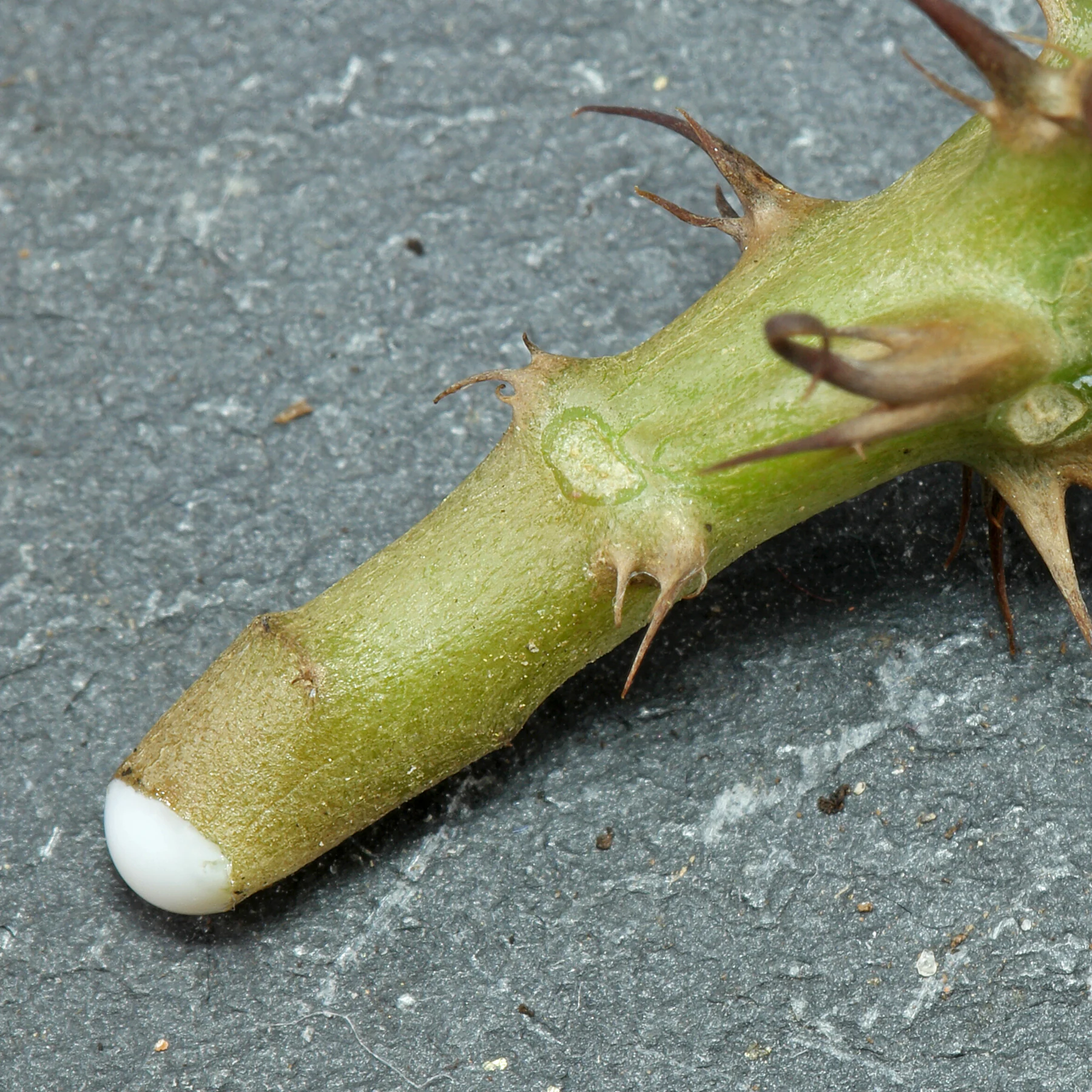 Christusdorn milchiger Pflanzensaft giftig
