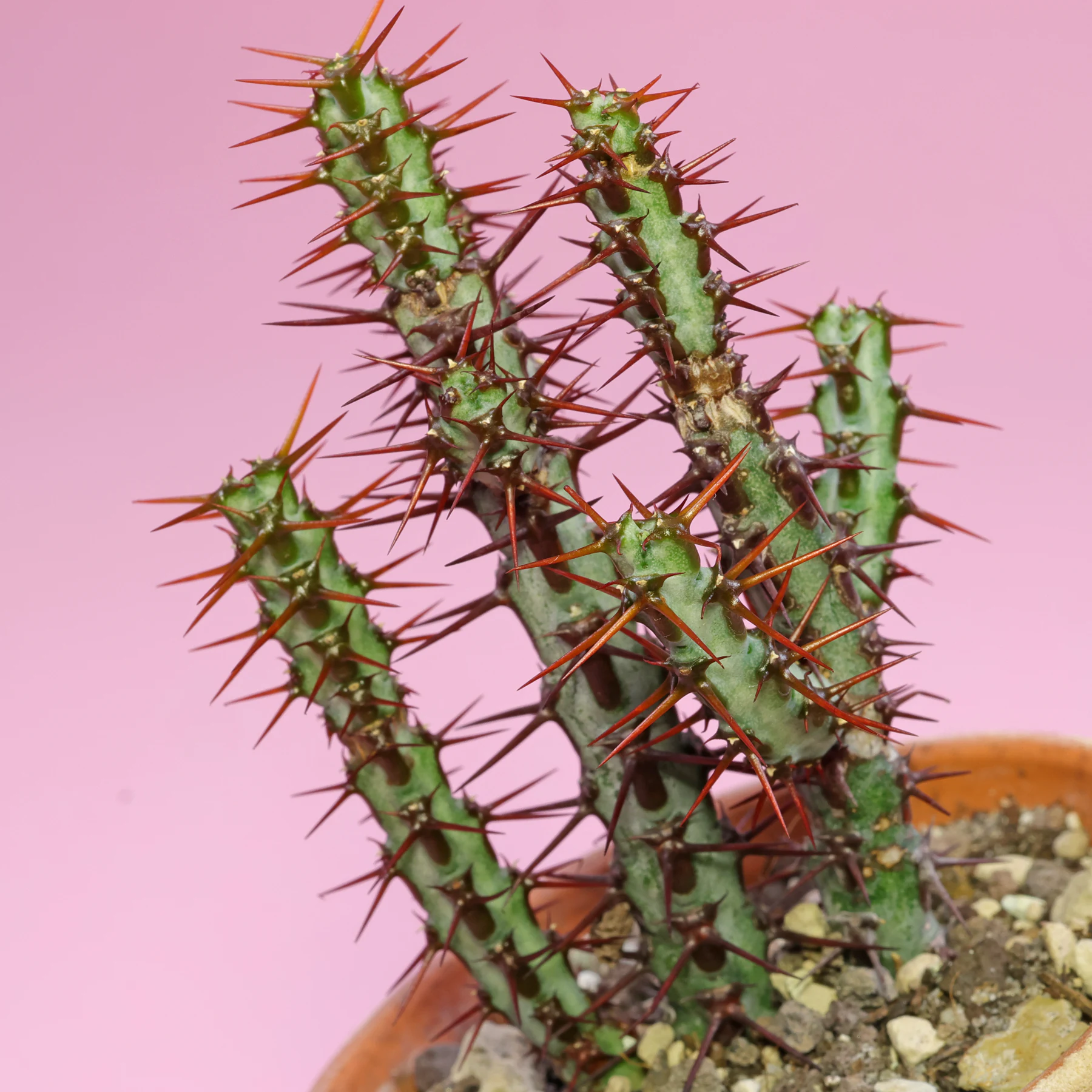 Euphorbia aeruginosa Dornige Wolfsmilch