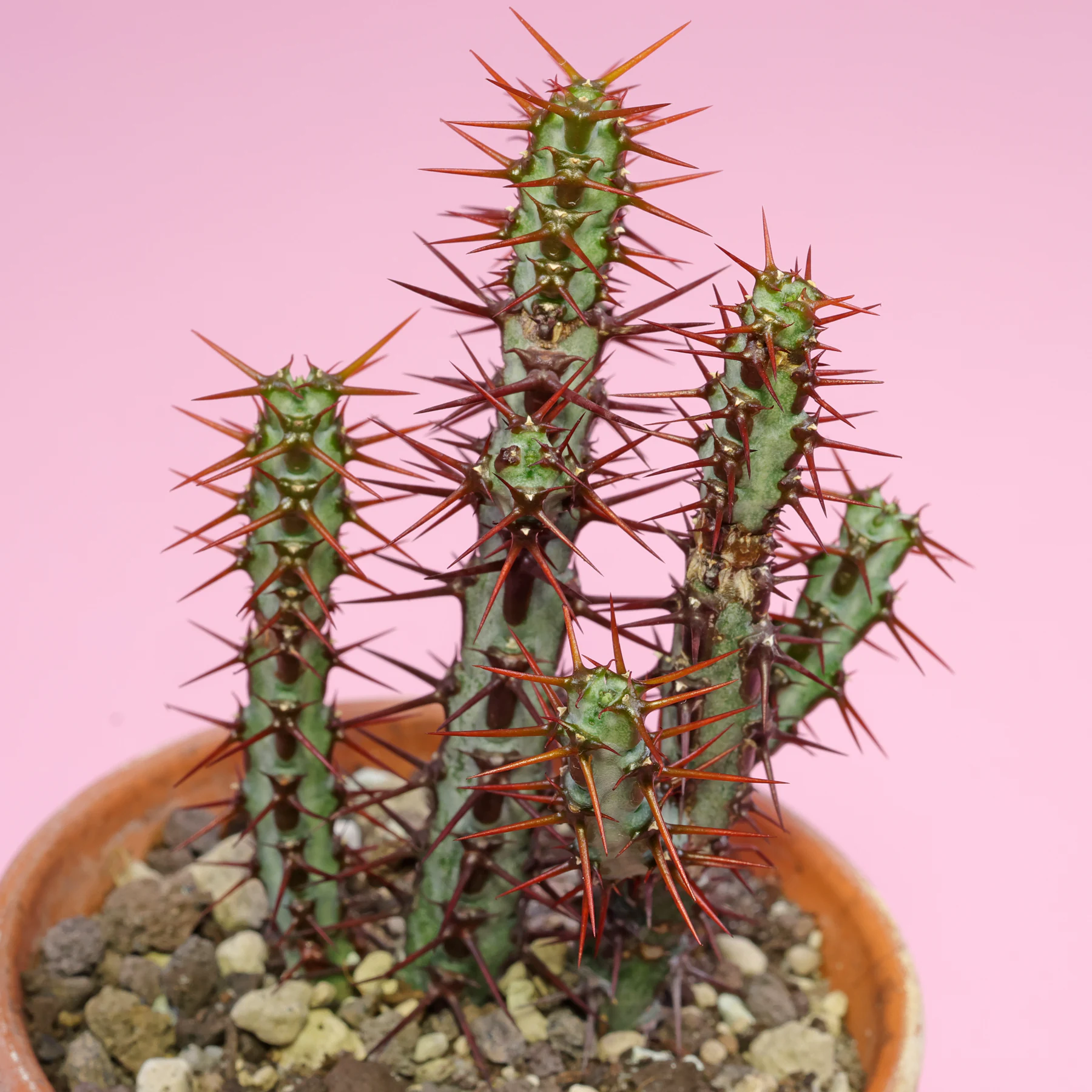 Euphorbia aeruginosa Substrat