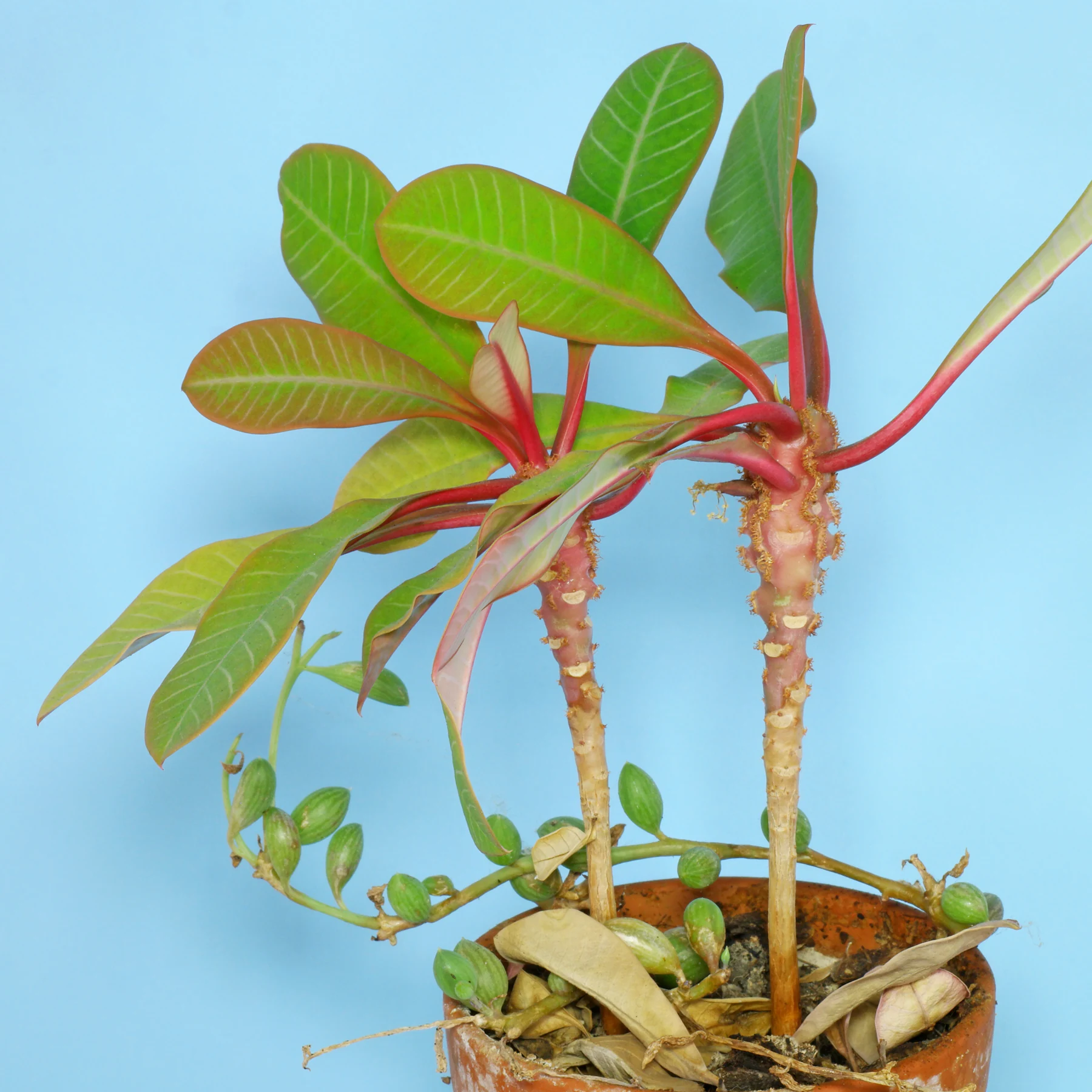 Euphorbia leuconeura & Curio citriformis