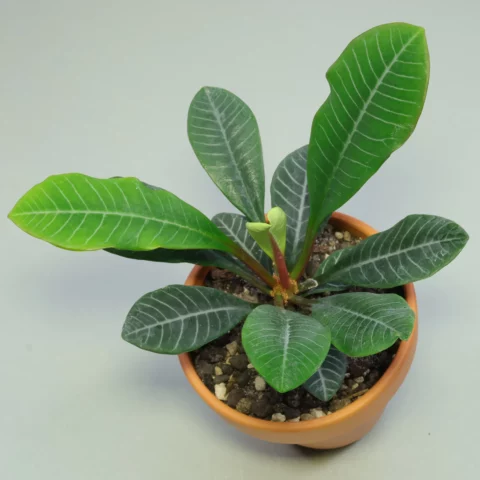 Euphorbia leuconeura Spuckpalme Madagaskar Juwel