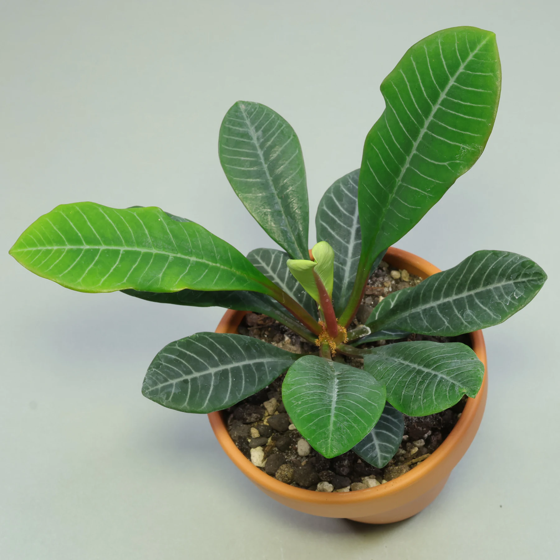 Euphorbia leuconeura Spuckpalme Madagaskar Juwel