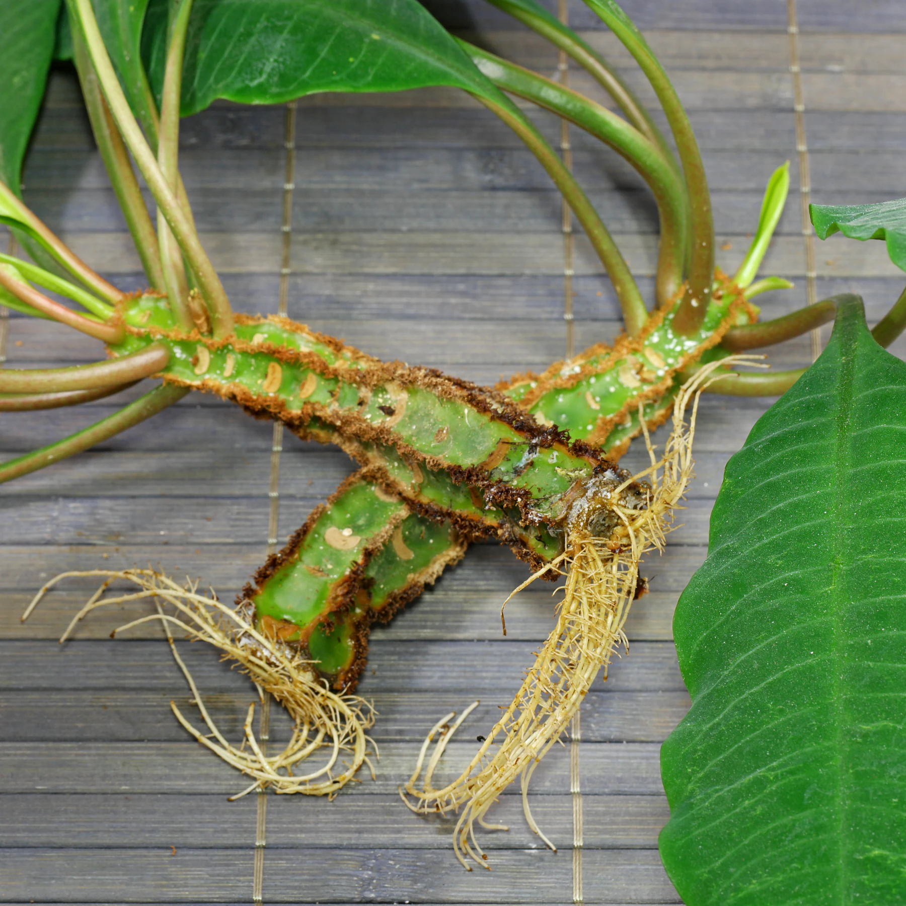 Euphorbia leuconeura Stecklinge