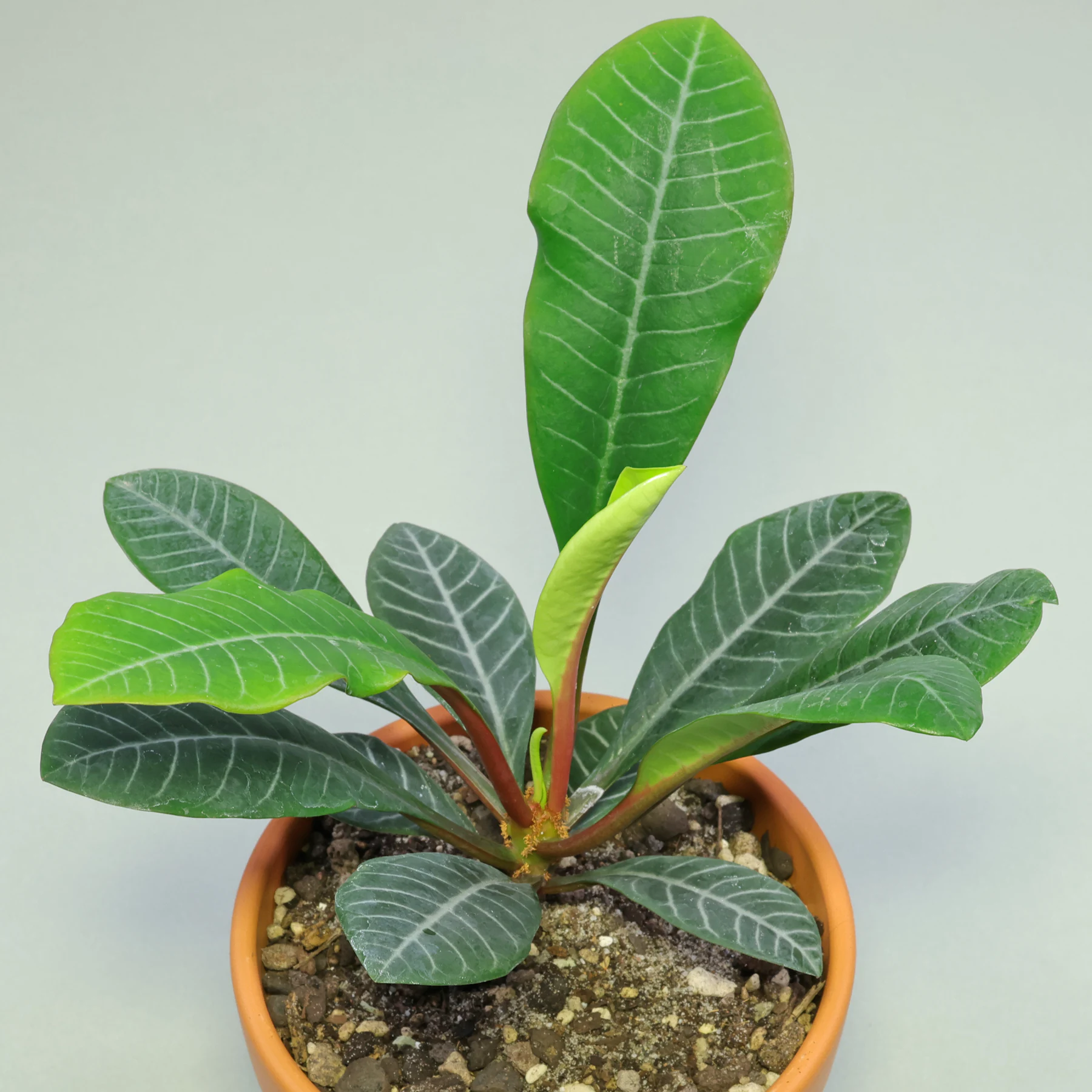 Euphorbia leuconeura Substrat