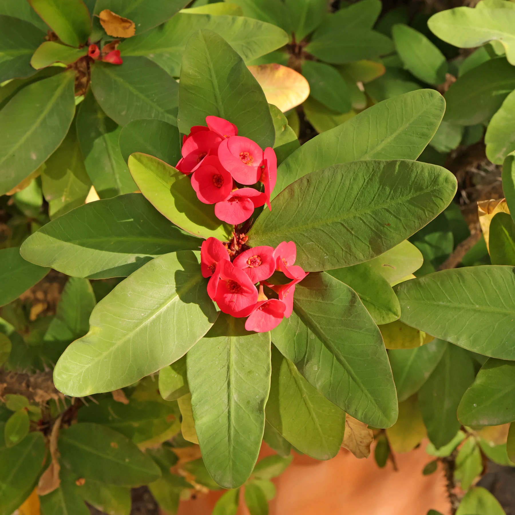 Euphorbia milii Blüten
