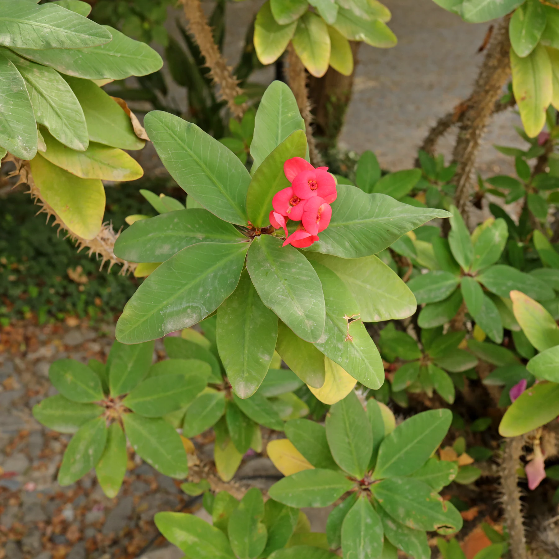 Euphorbia milii Christusdorn