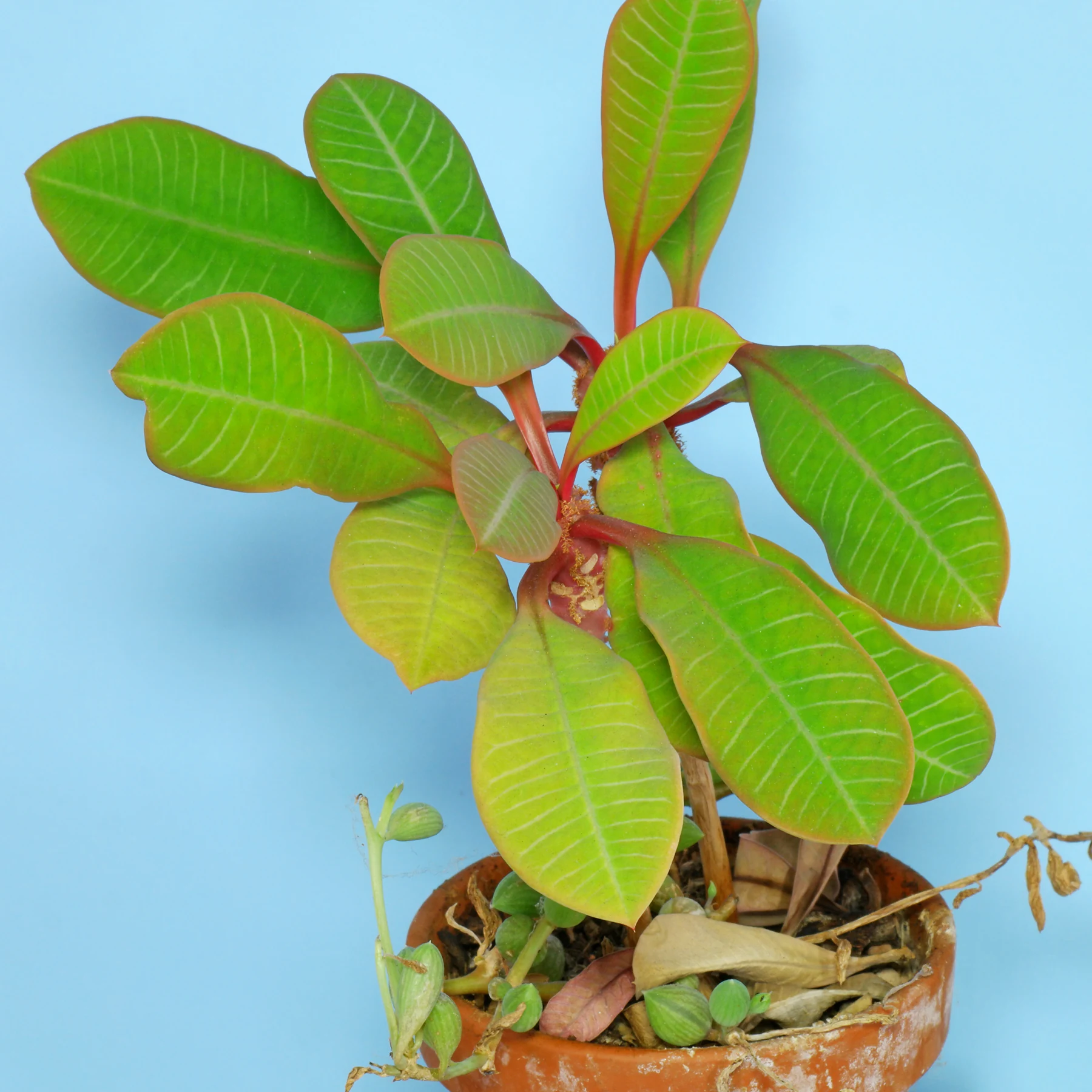 Sämlinge von Euphorbia leuconeura