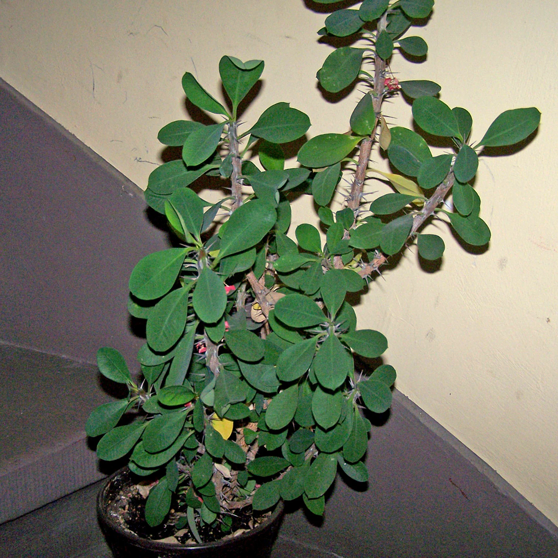 mein erster Christusdorn