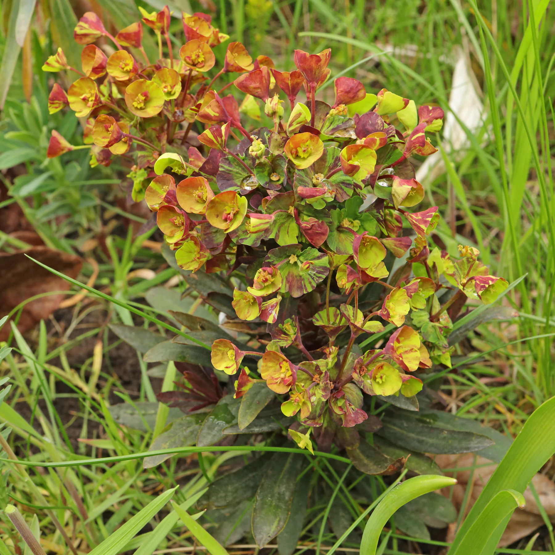 Euphorbia amygdaloides Black Bird