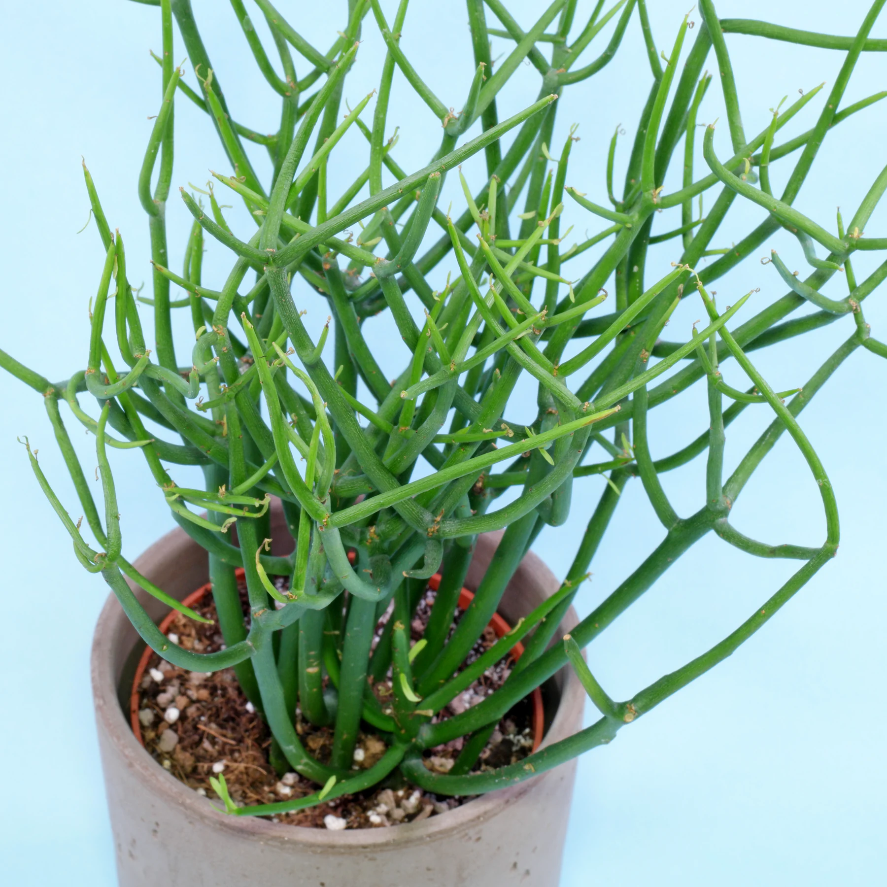 Bleistift Euphorbie Euphorbia tirucalli