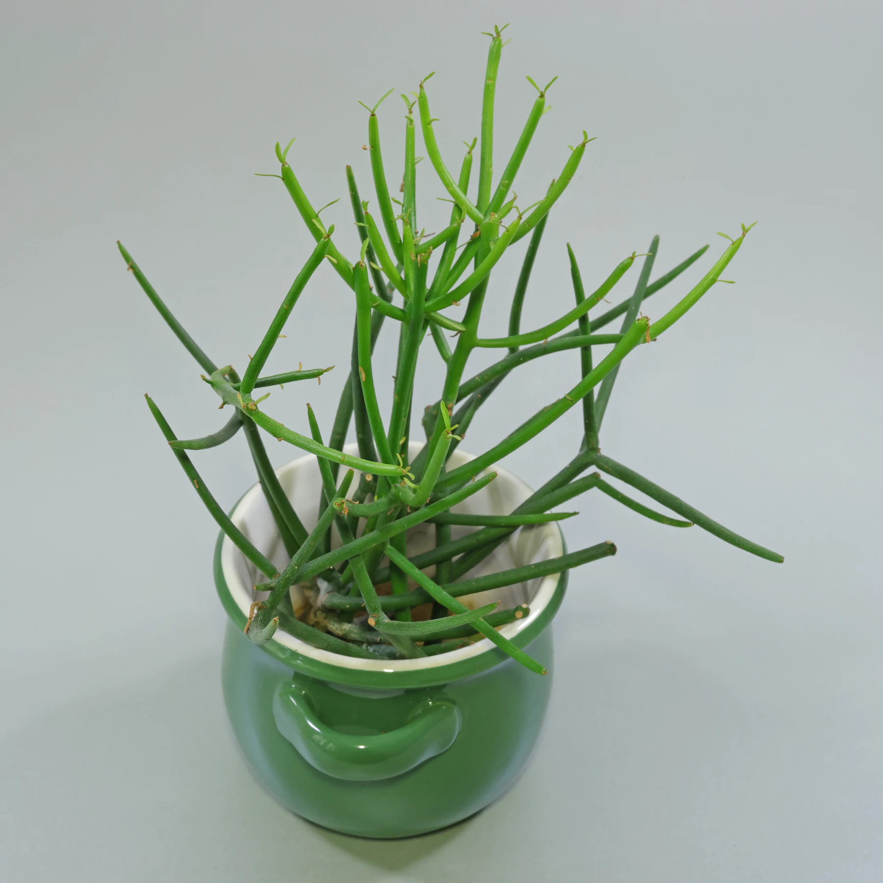 Bleistiftstrauch Stecklinge